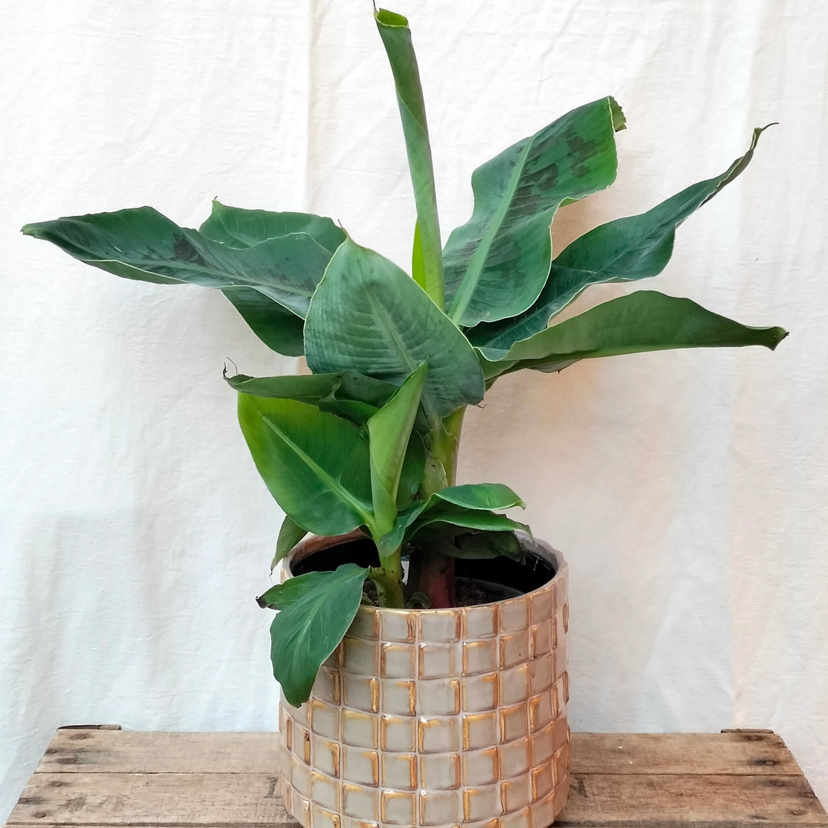 large indoor banana plant uk Musa Tropicana 'Banana Plant' 1 metre tall – Rooted & Co
