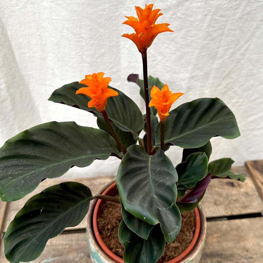 calathea crocata orange Calathea Crocata 'Eternal Flame' – Rooted & Co