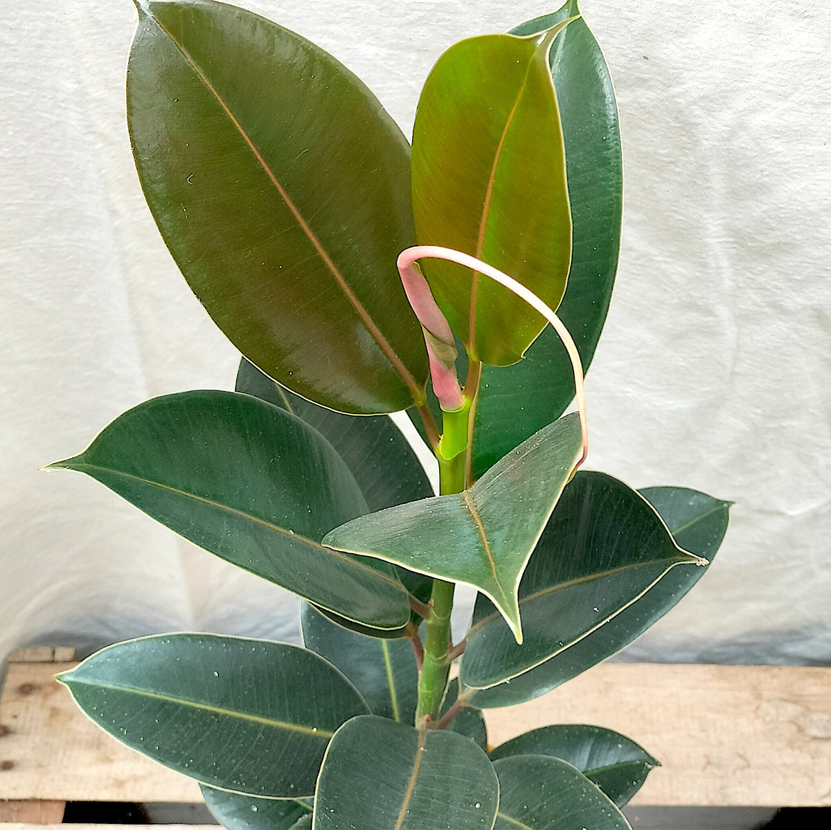 melany rubber tree Ficus Elastica Melany Rubber Plant – Rooted & Co