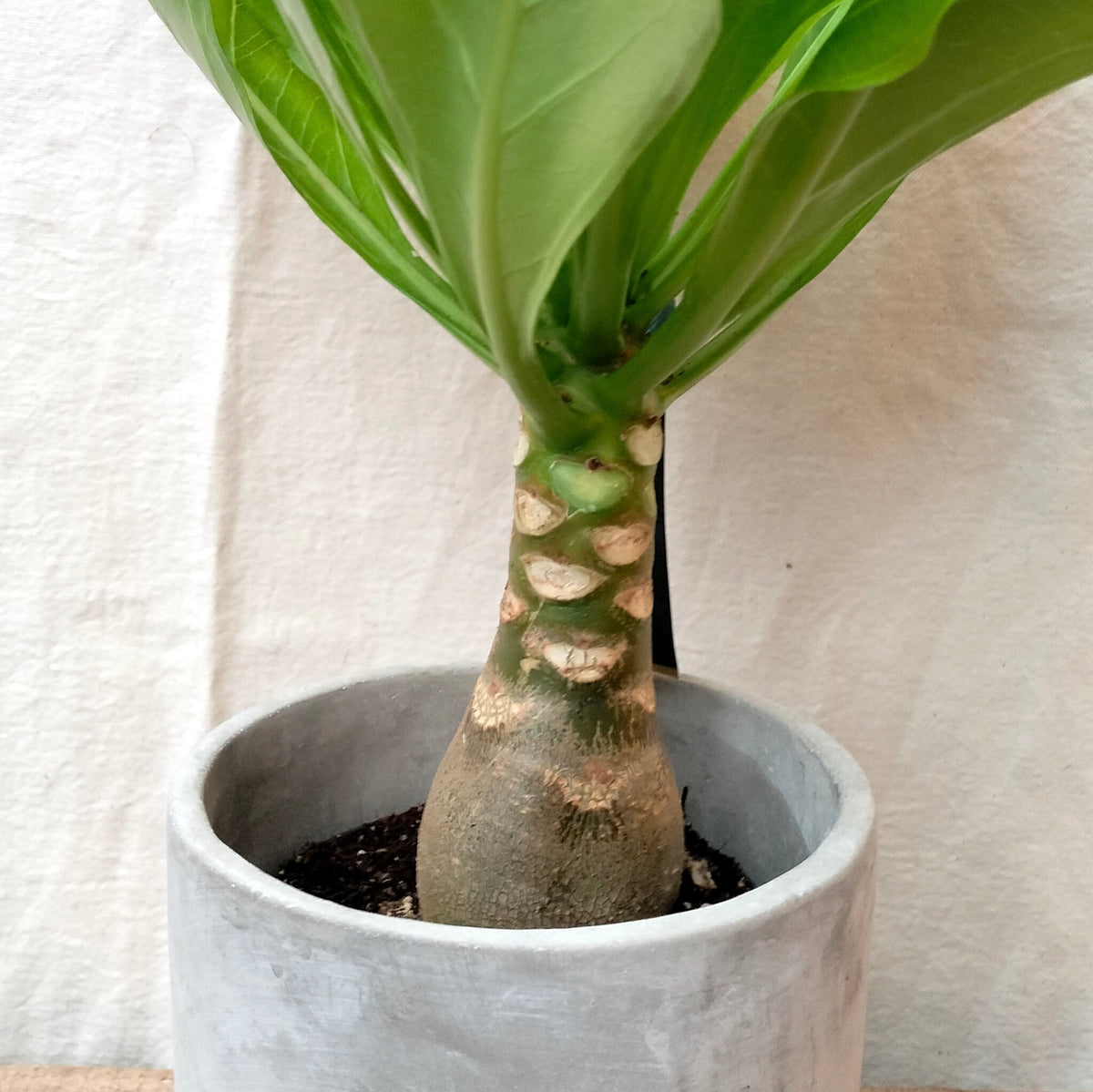 hawaiian palm plant for sale Brighamia Insignis 'Hawaii Palm' – Rooted & Co