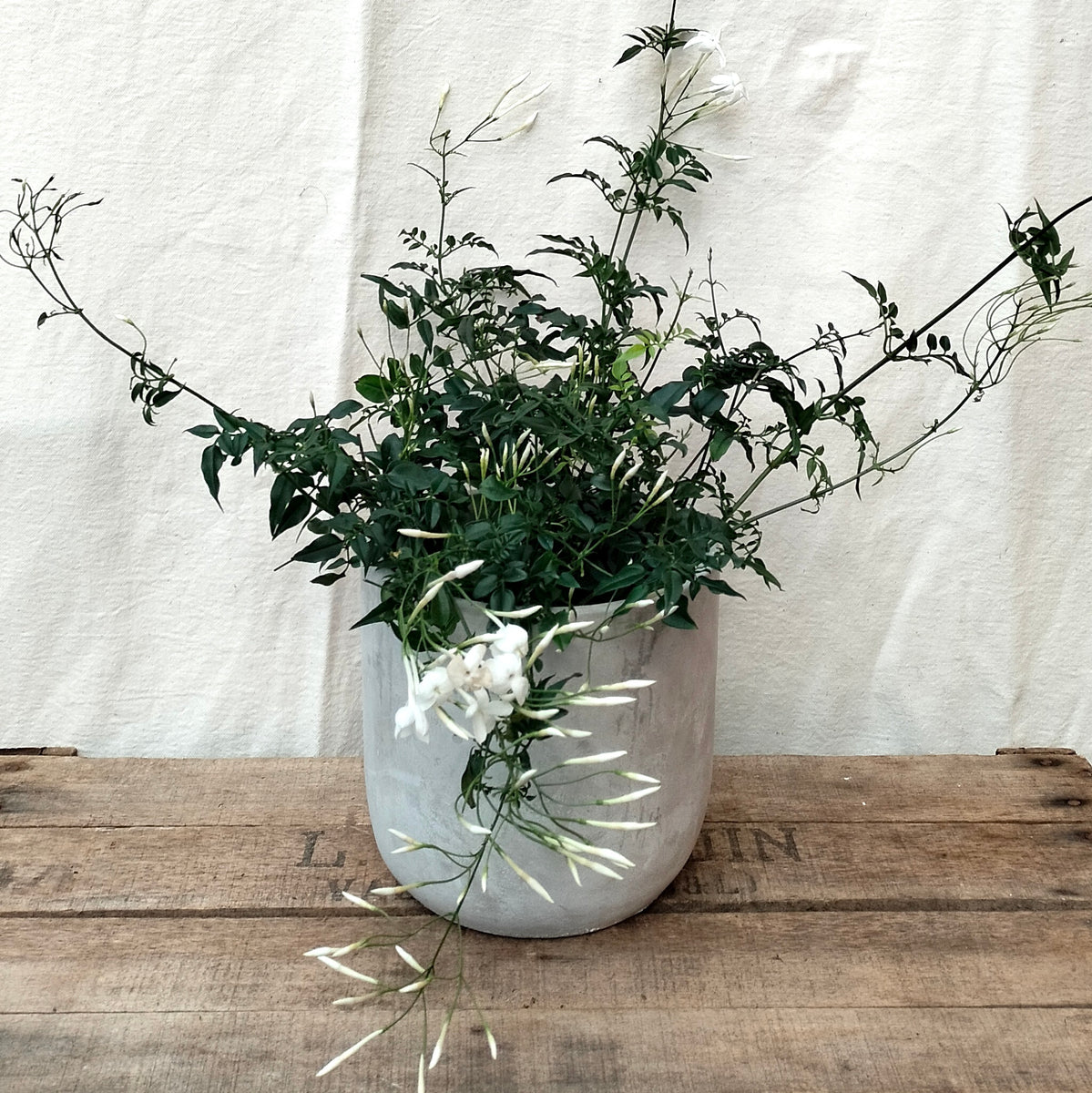 jasmine plant indoor uk Jasmine Polyanthum – Rooted & Co