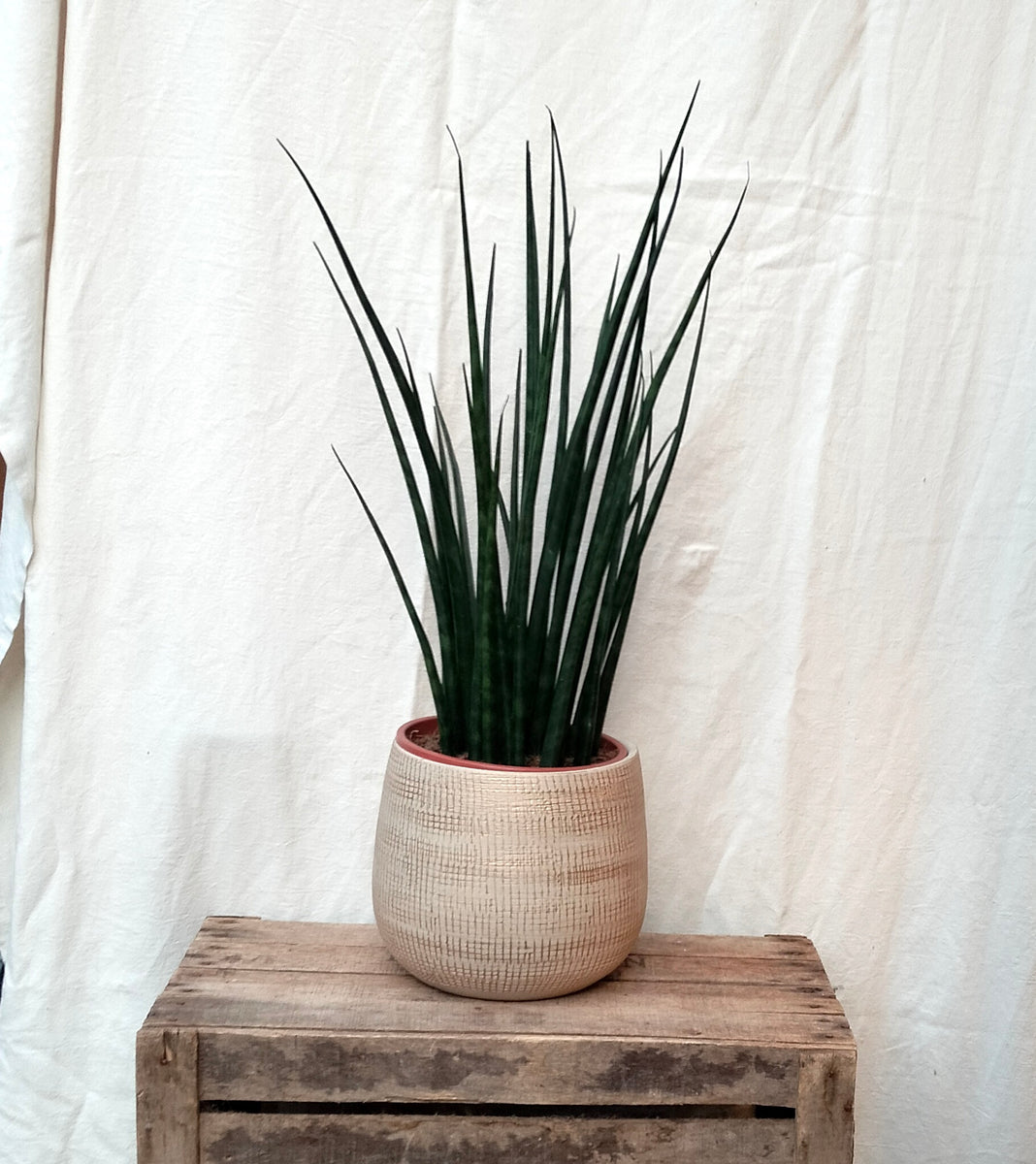 Sansevieria Cylindrica 'Mikado' – Rooted & Co