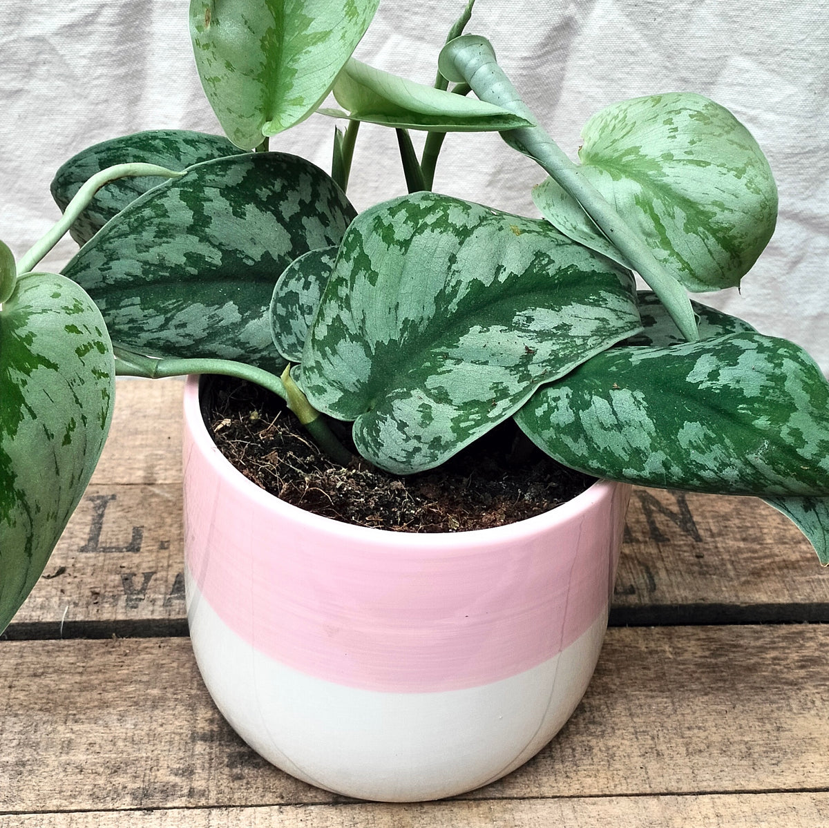 trebie pothos Scindapsus Pictus "Trebie\Satin Pothos" – Rooted & Co