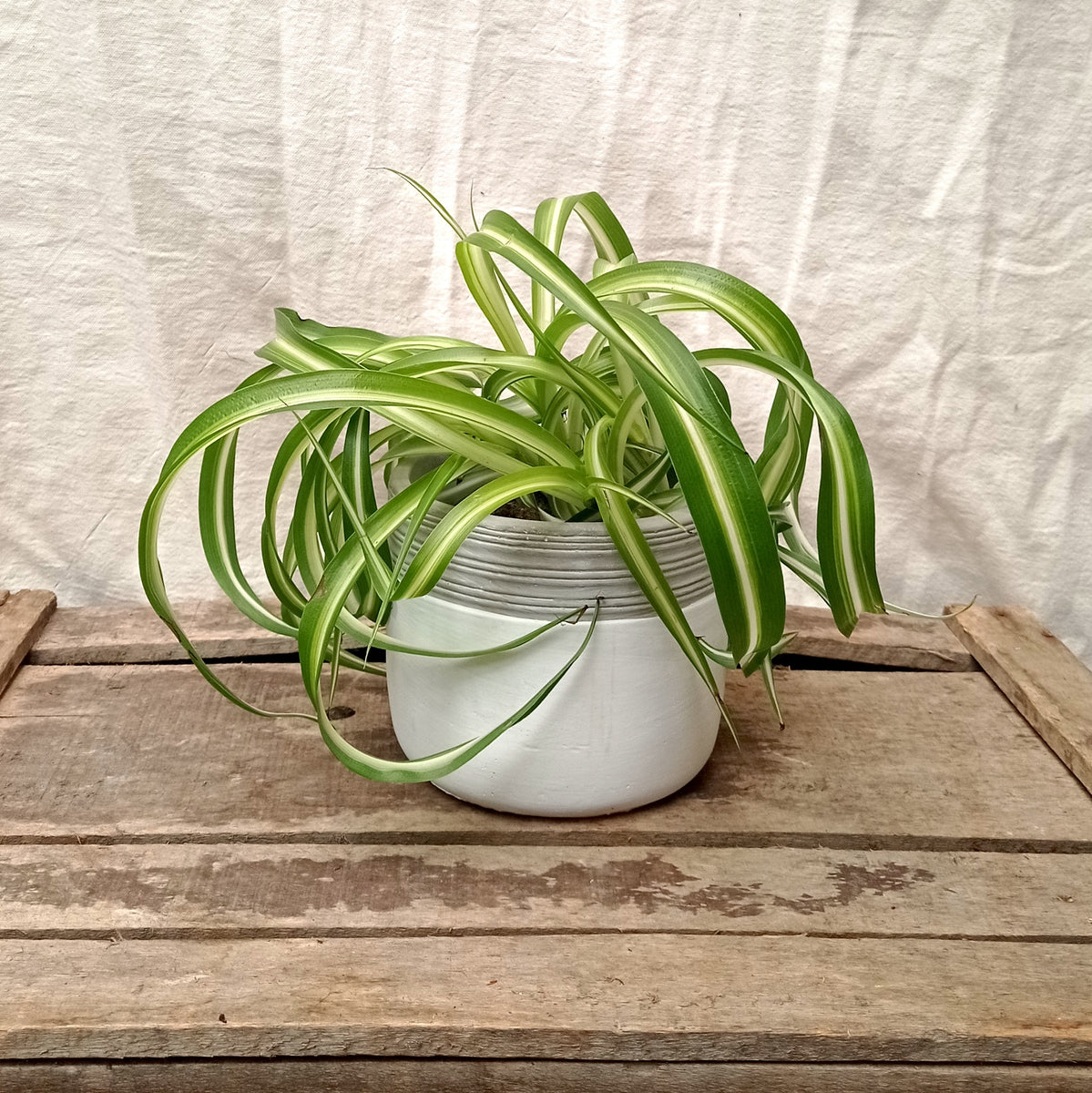 Chlorophytum Bonnie Curly Spider Plant Rooted Co chlorophytum-bonnie-curly-spider-plant-rooted-co