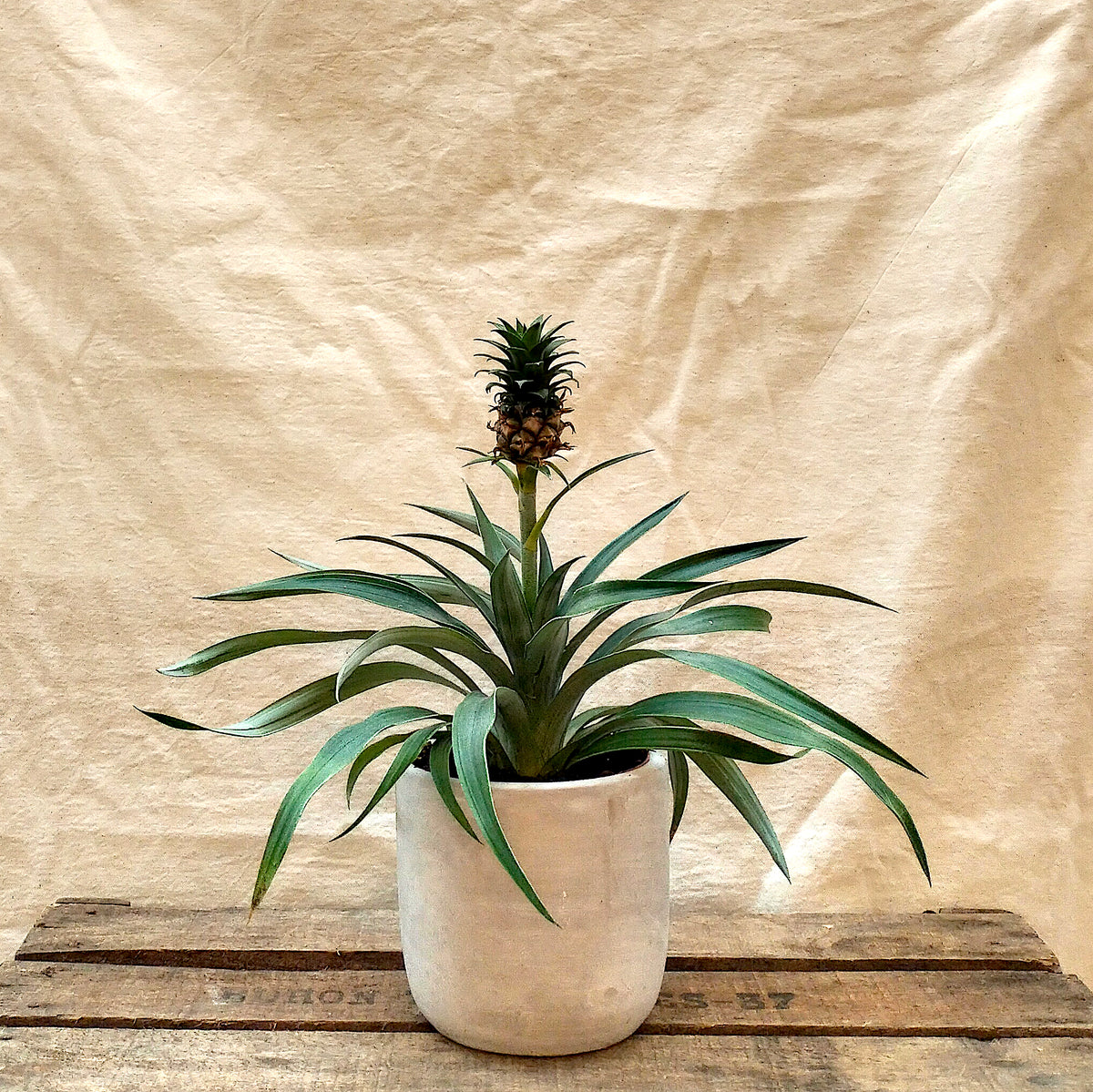 edible pineapple plant for sale uk Pineapple Plant 'Mi Amigo' – Rooted & Co