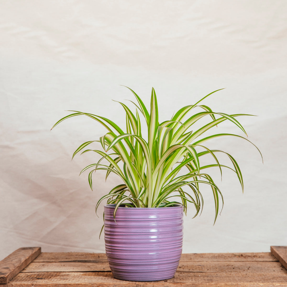 spider plants for sale uk Spider Plant for Sale | Pet-Friendly Houseplant