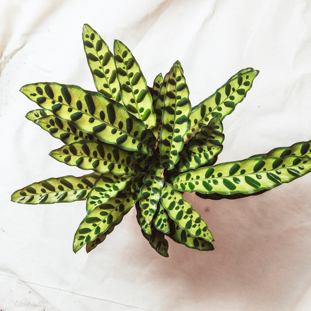 Goeppertia Insignia 'Rattlesnake Calathea' – Rooted & Co