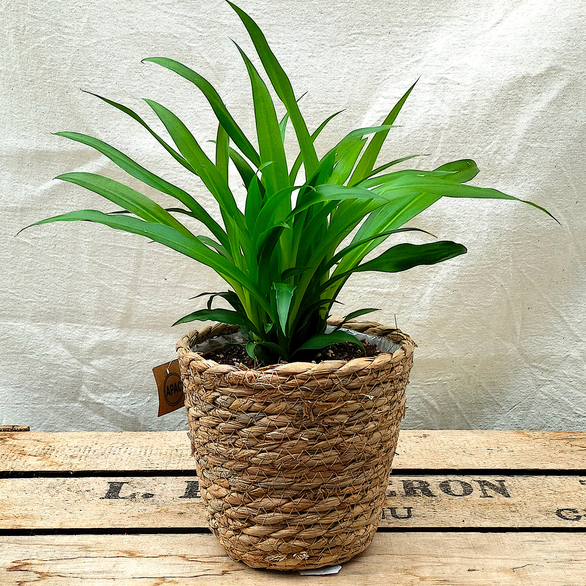 lemon spider plant Chlorophytum 'Lemon Spider Plant' – Rooted & Co