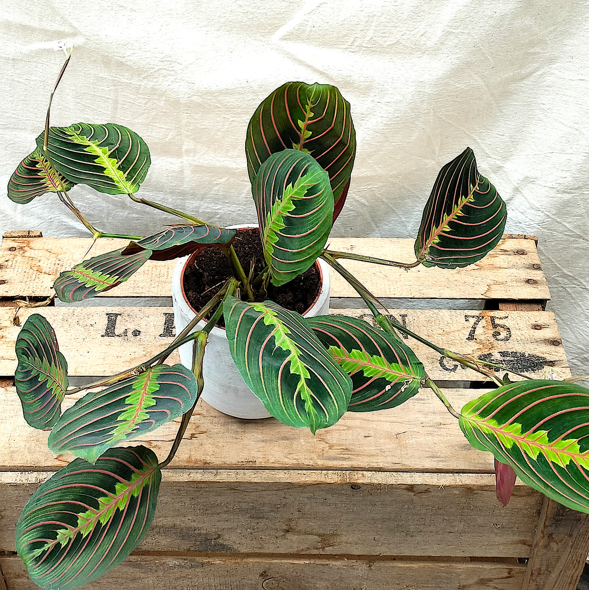 25-35cm maranta fascinator prayer plant 12cm pot house plant Maranta Leuconeura ' Fascinator' (Prayer Plant) – Rooted & Co