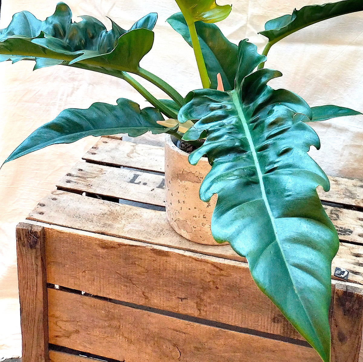 philodendron narrow escape care Philodendron Narrow Escape – Rooted & Co