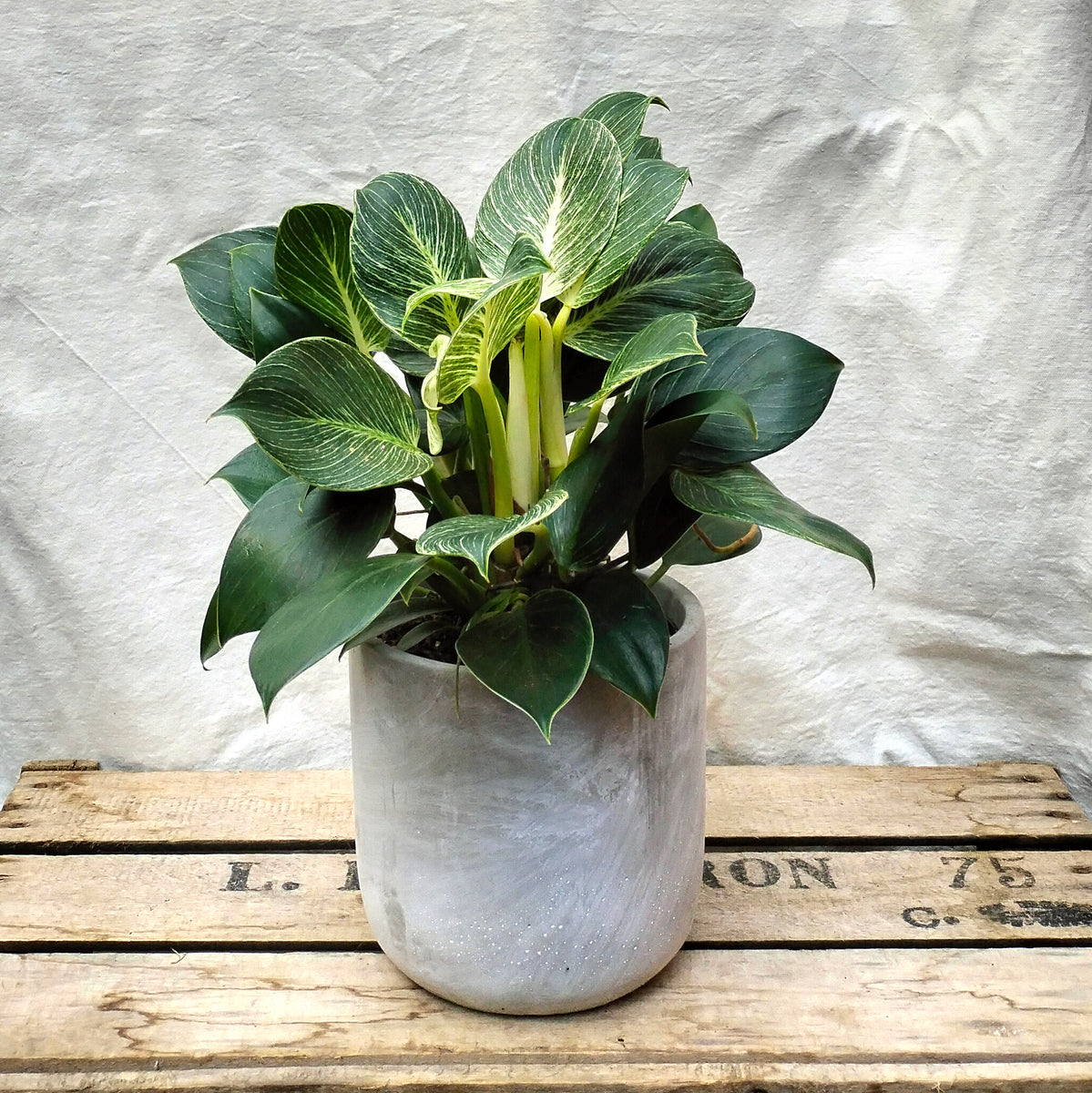 hydroponic philodendron white wave Philodendron 'White Wave' – Rooted & Co
