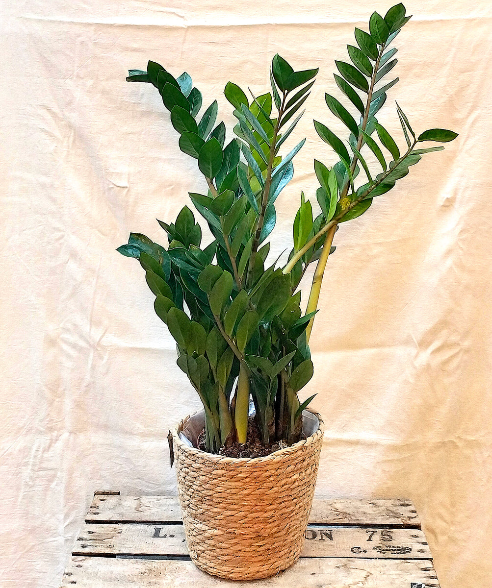 ZZ Plant for Sale | Low Maintenance Houseplant