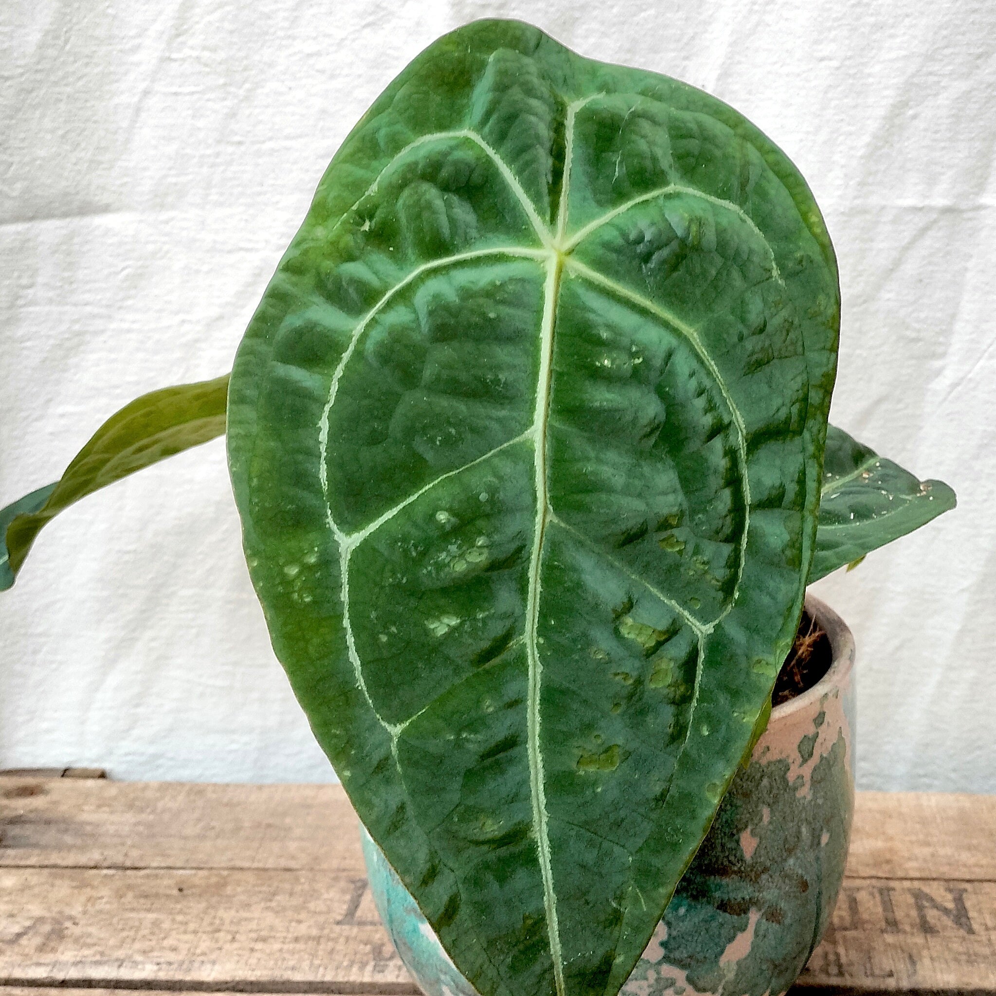 Autumn is Coming: 5 Essential Tips to Prepare Your Houseplants for the Shorter Days