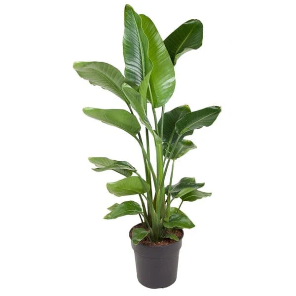 Large Plants