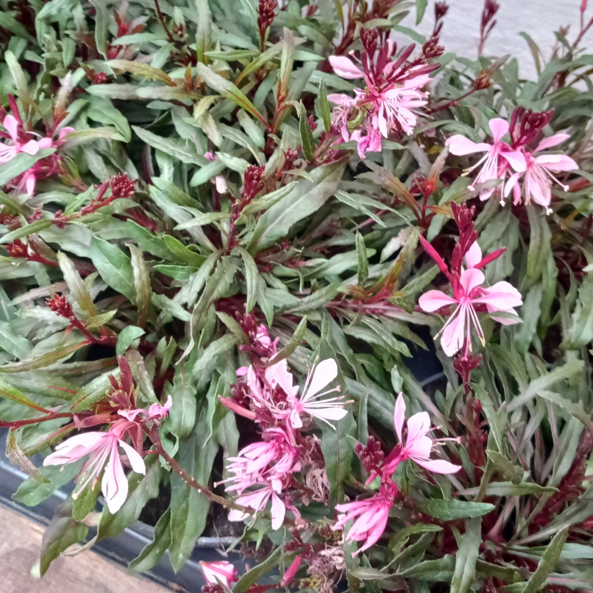 Outdoor plants