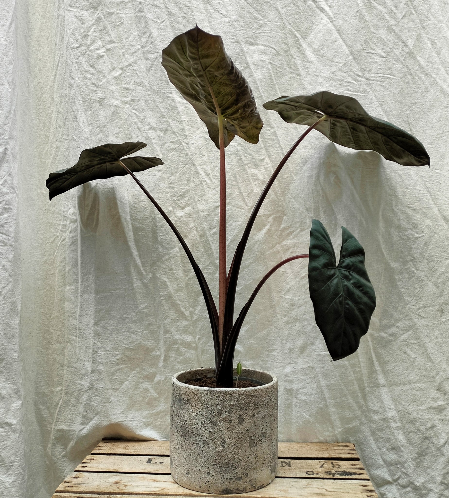 An Alocasia Yucatan Princess in a decorative pot, sitting on a display crate against a white cloth backdrop, showcasing its large, dark leaves
