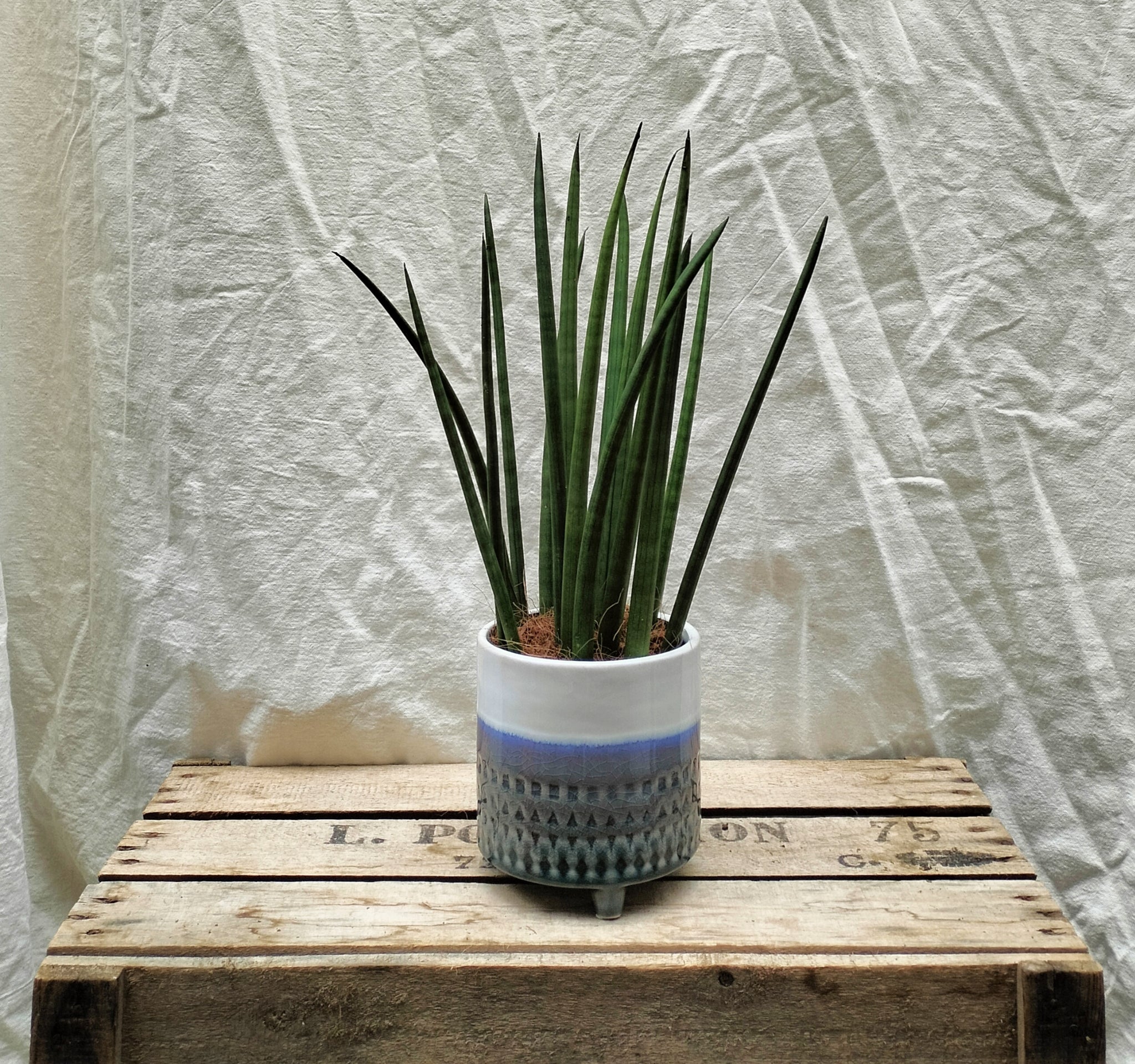 sansevieria cylindrica mikado Sansevieria Cylindrica 'Mikado' – Rooted & Co