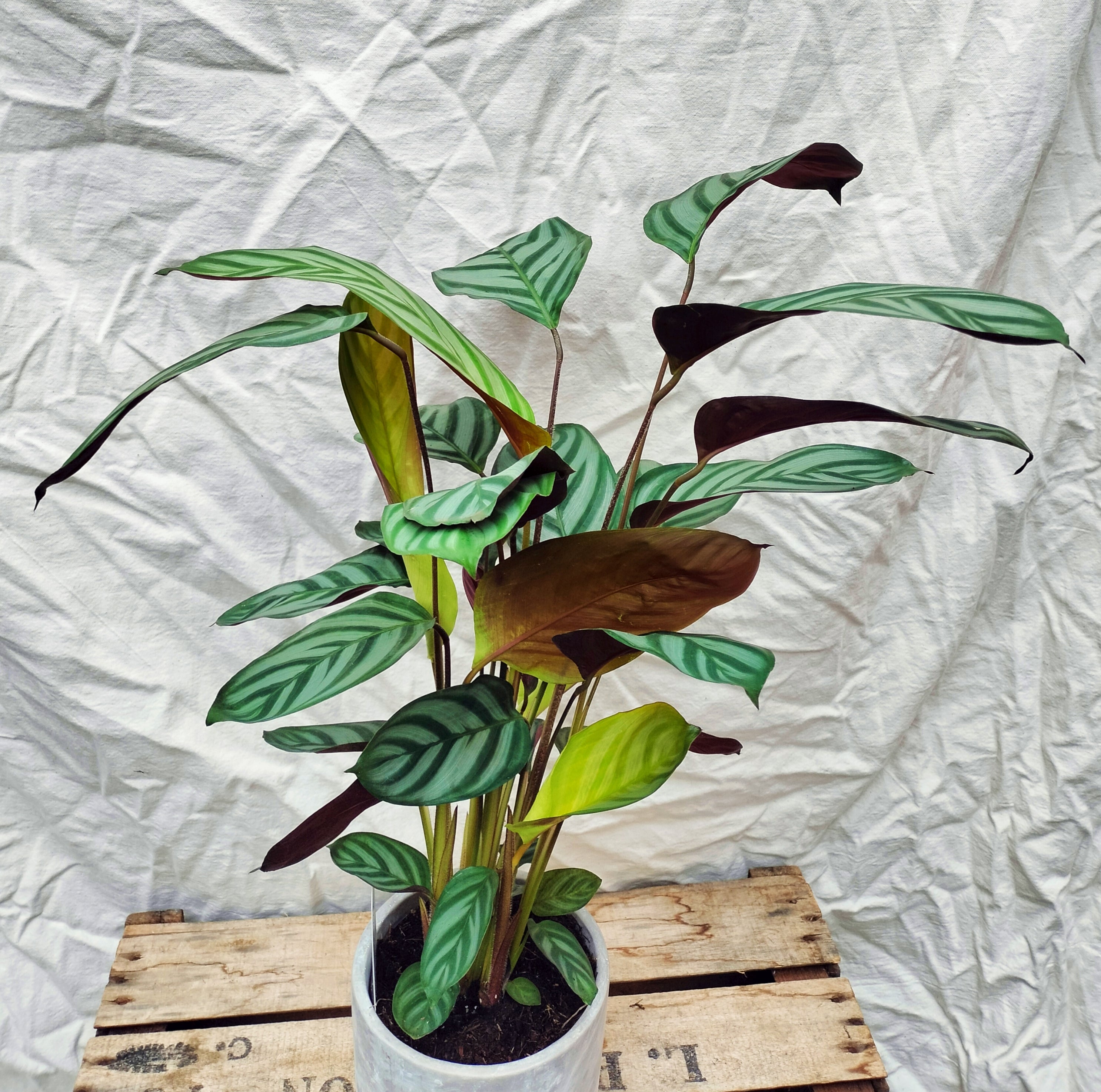 Ctenanthe Setosa Green Flag/Never Never Prayer Plant – Rooted & Co