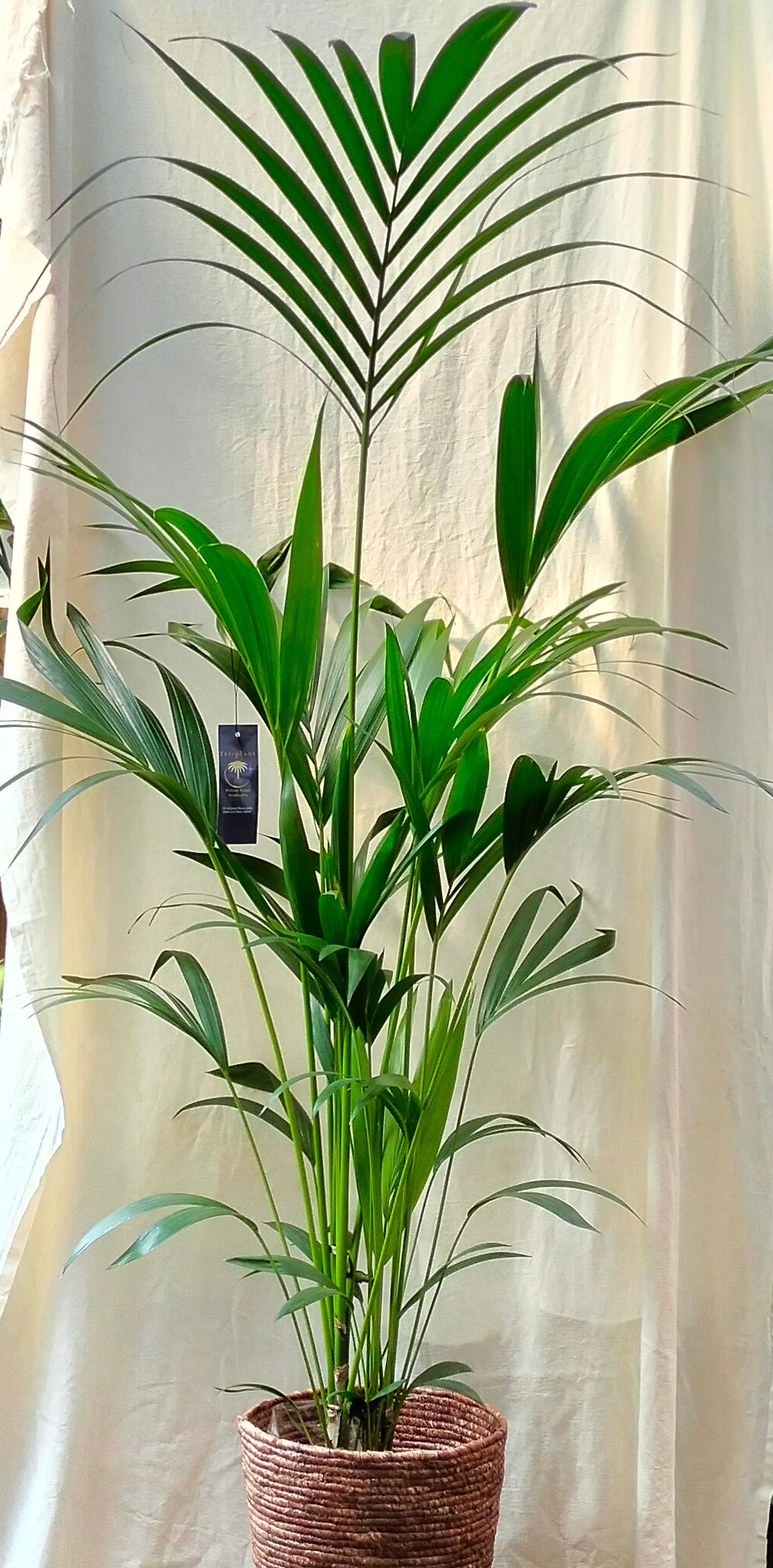 indoor palm plants uk Kentia Palm for Sale | Large Indoor Palm Tree