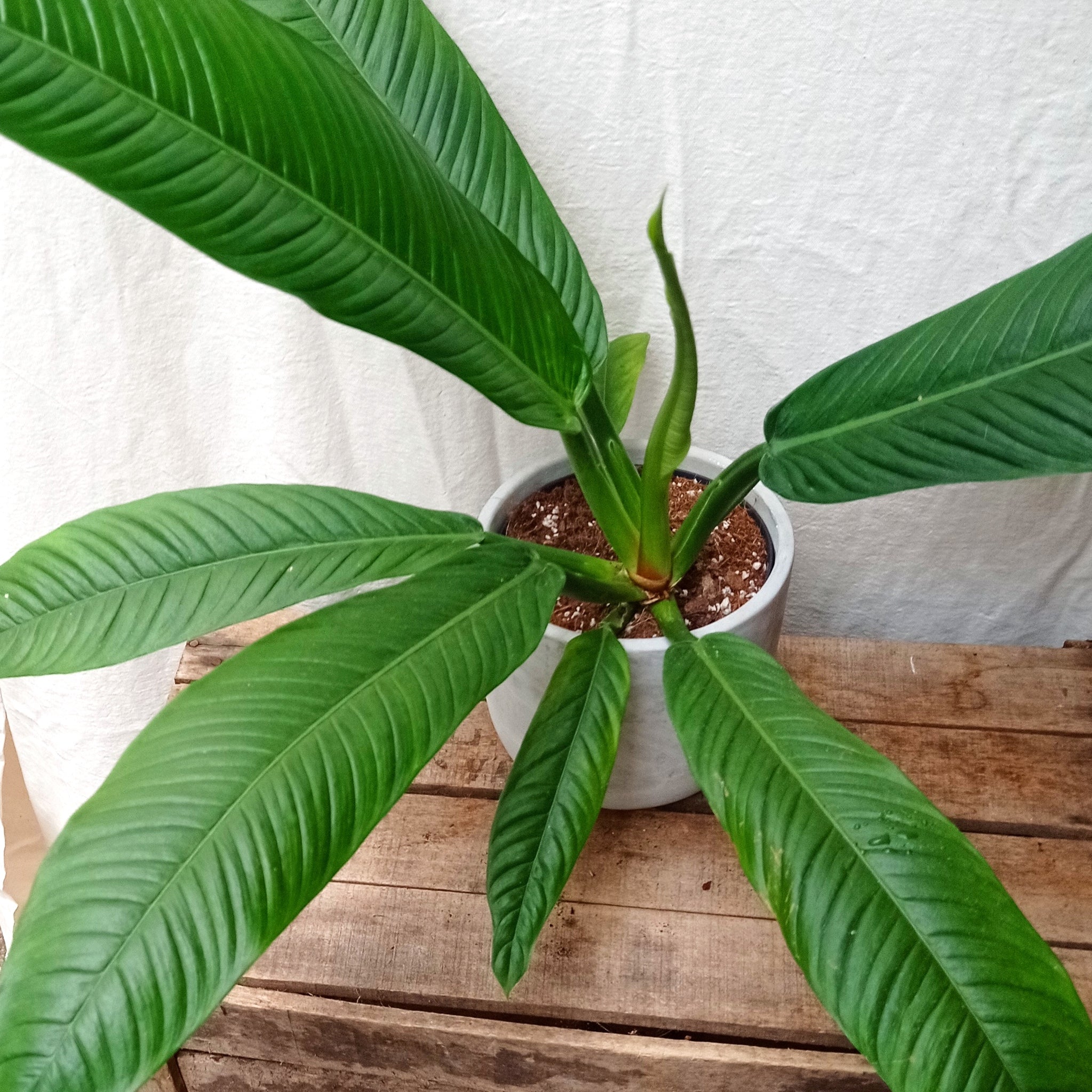 lynette philodendron Philodendron Campii 'Lynette' – Rooted & Co