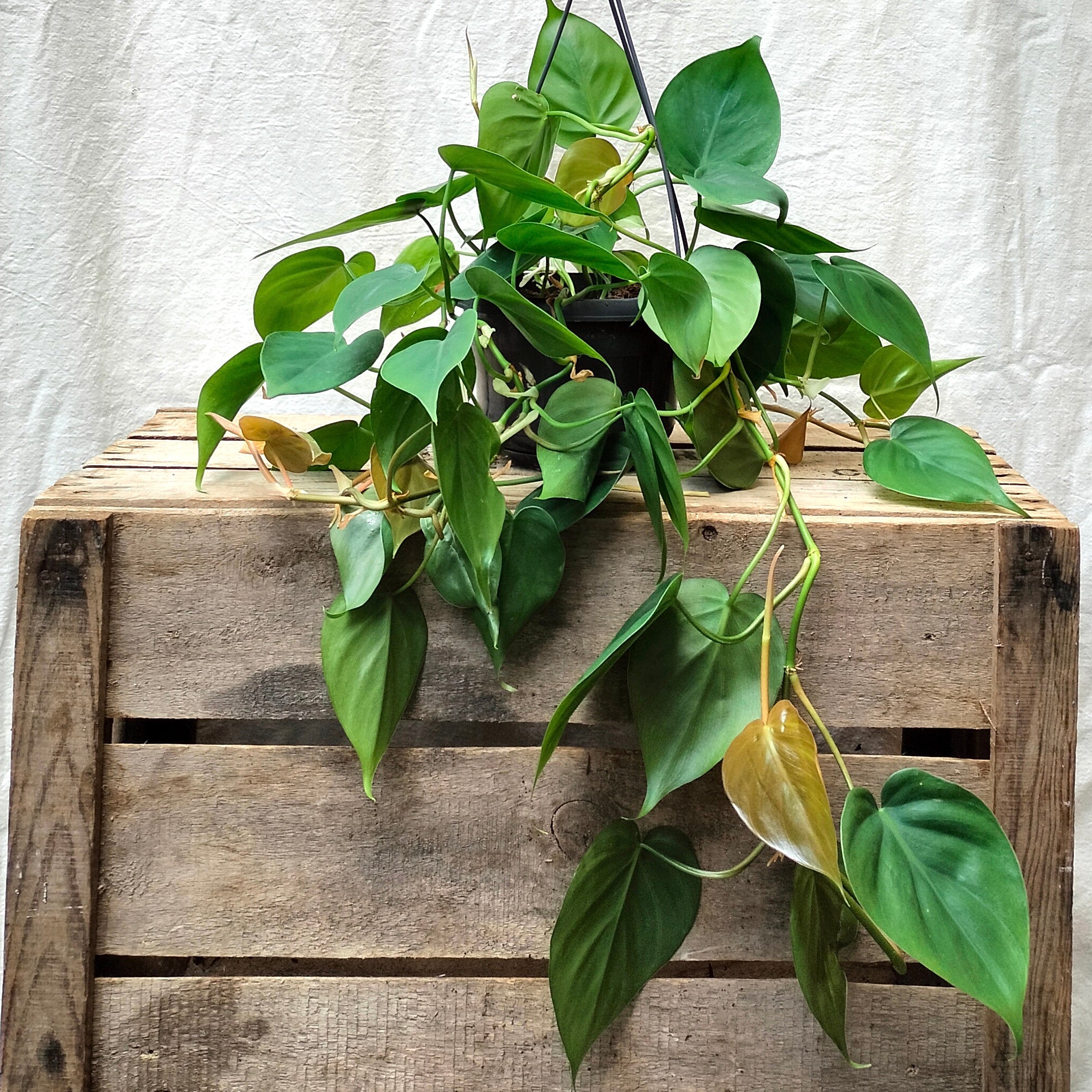 philodendron sweetheart Philodendron Scandens "Sweetheart Plant" – Rooted & Co