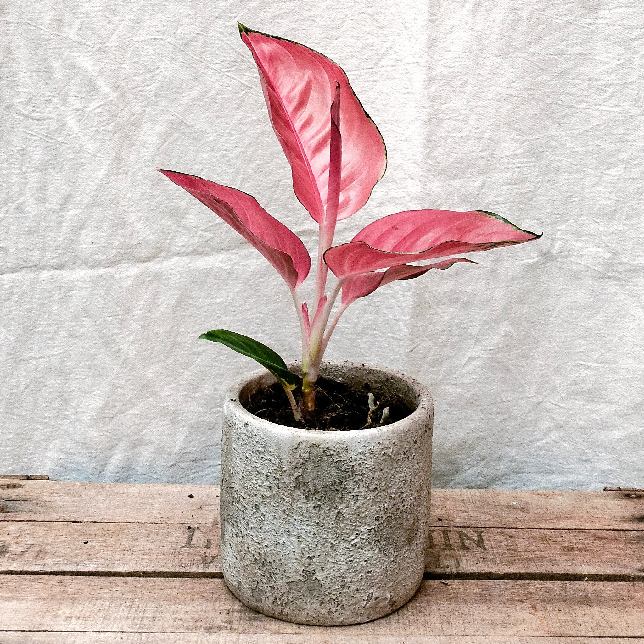aglaonema flamingo Aglaonema "Pink Flamingo' – Rooted & Co