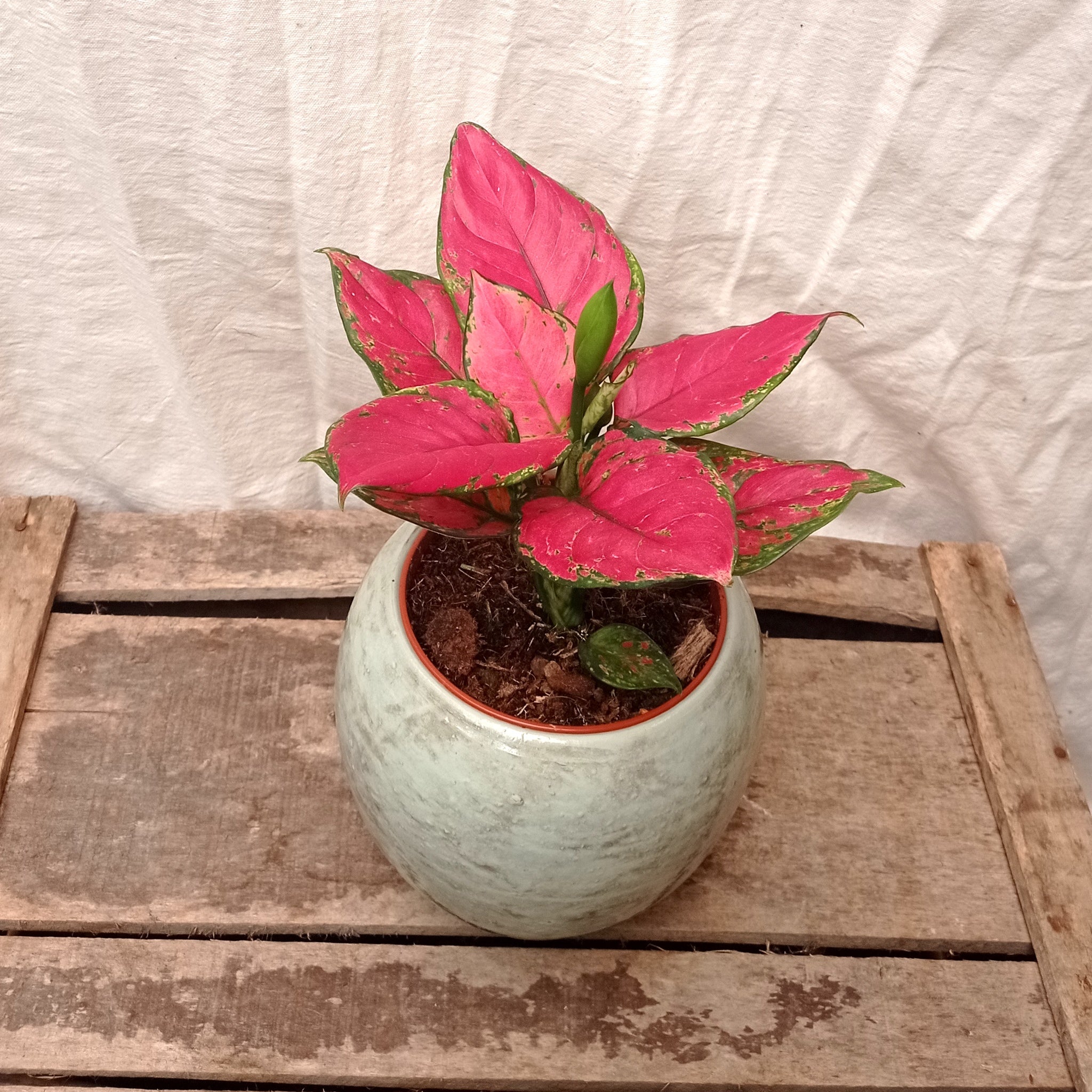 aglaonema crimson love Aglaonema 'Crimson Love' – Rooted & Co