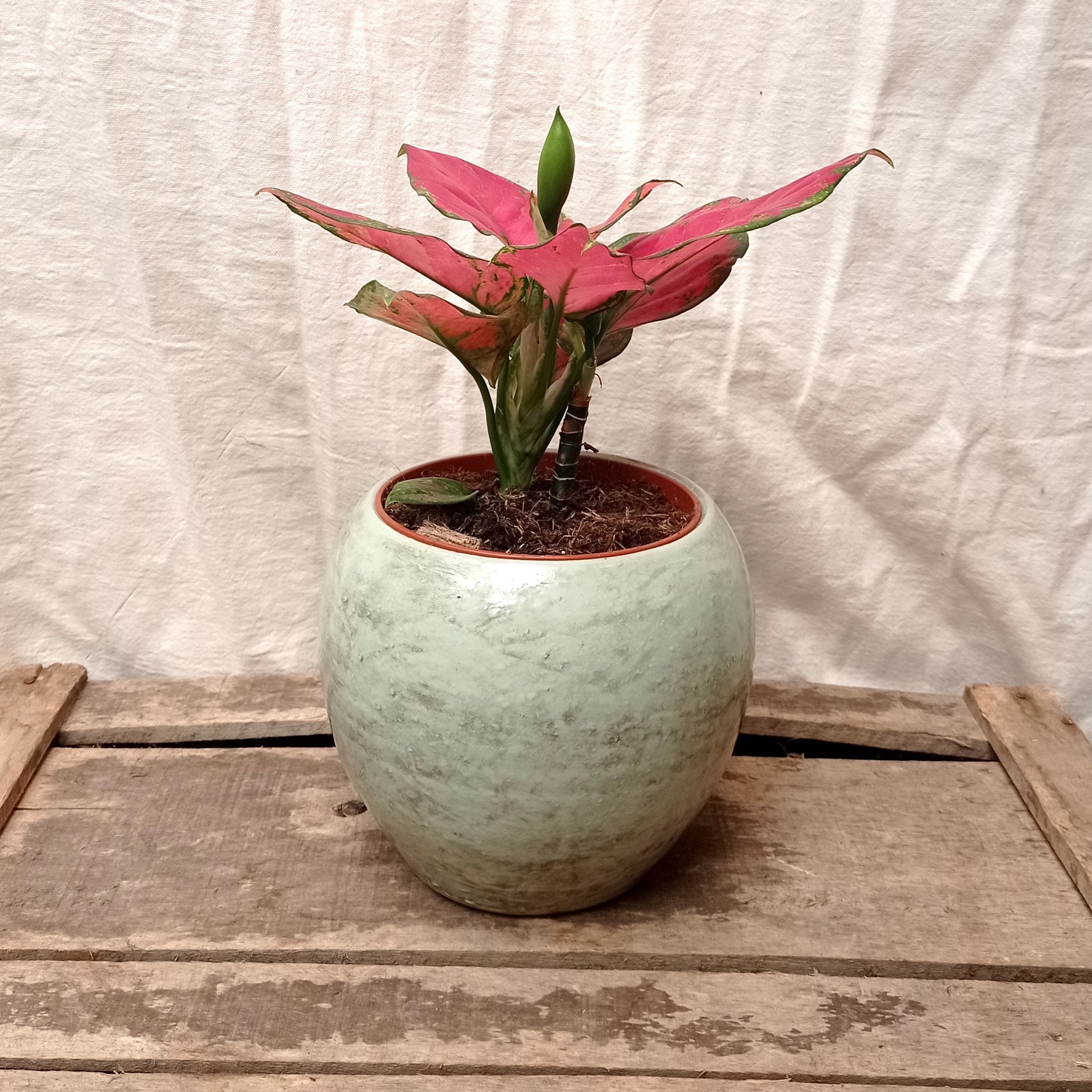 aglaonema crimson Aglaonema 'Crimson Love' – Rooted & Co