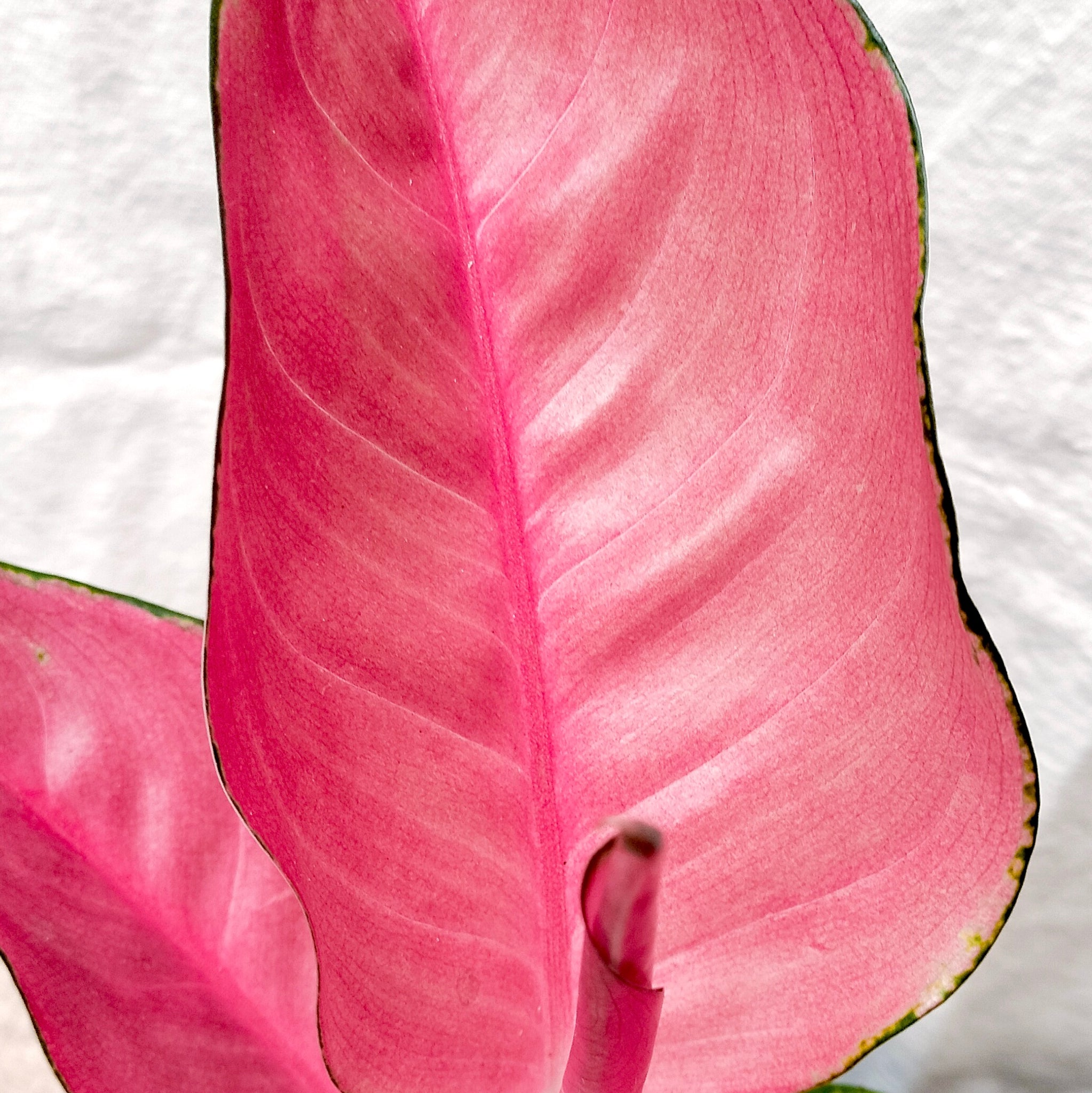 aglaonema flamingo pink Aglaonema "Pink Flamingo' – Rooted & Co