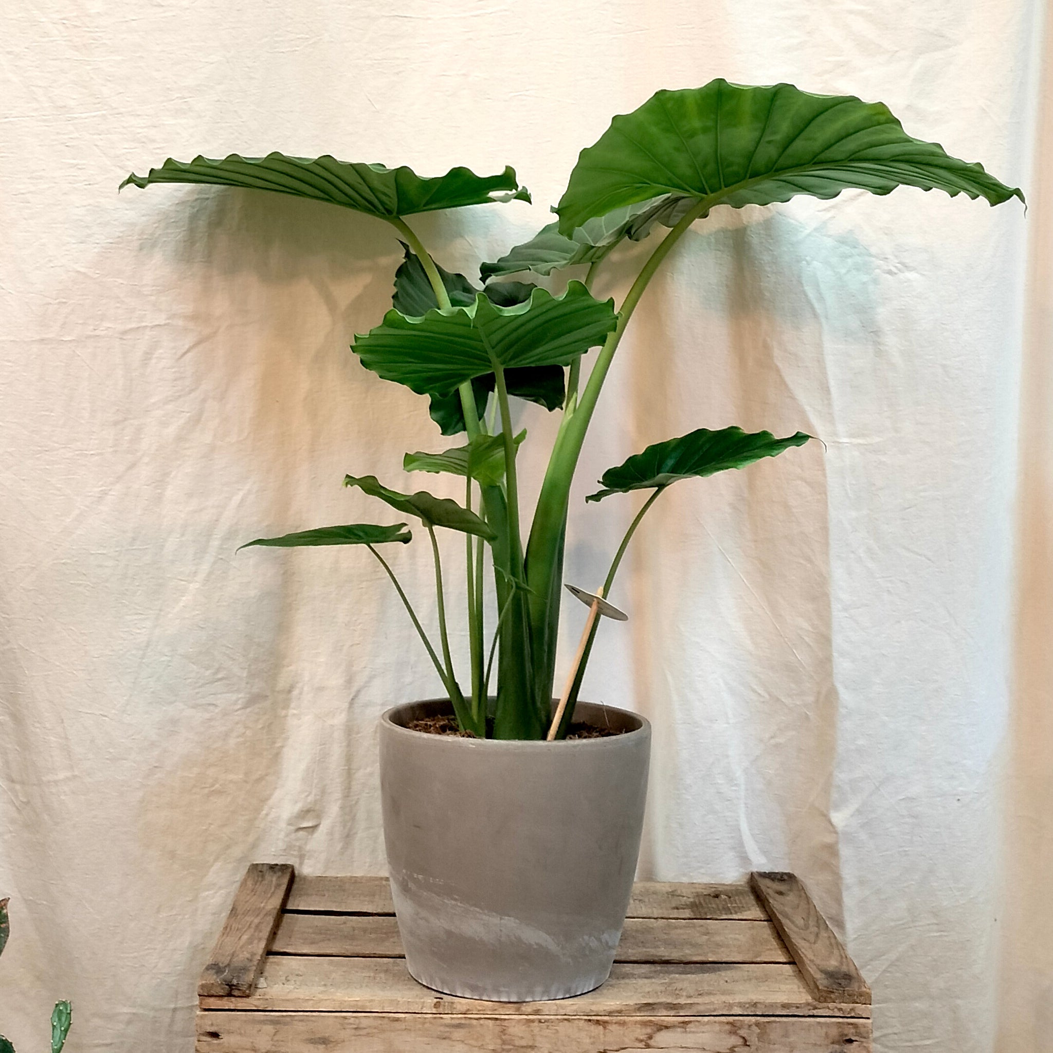 Alocasia Gageana 
