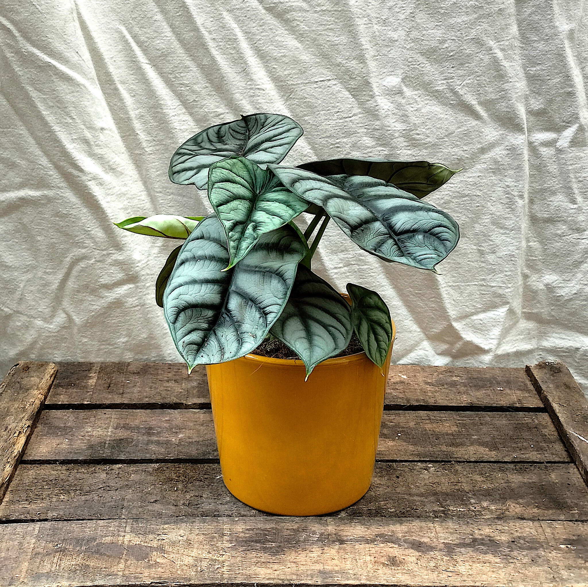 An Alocasia Silver Nebula in a decorative pot, sitting on a display crate against a white cloth backdrop, showcasing its silvery foliage.