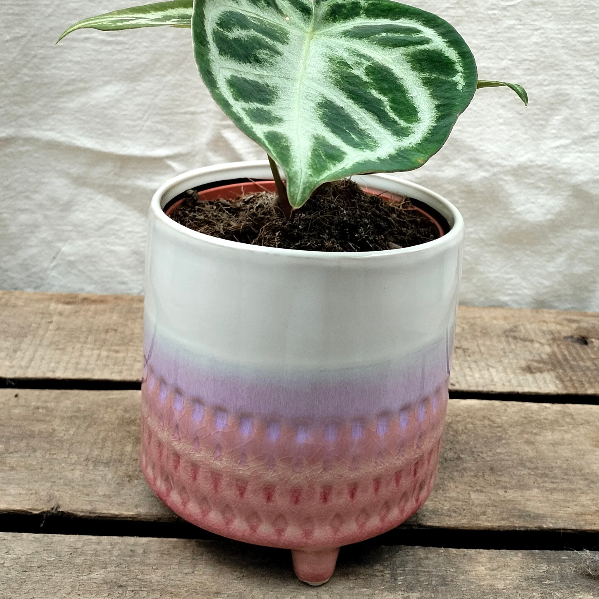 anthurium crystal blush Crystal Anthurium 'Silver Blush' – Rooted & Co