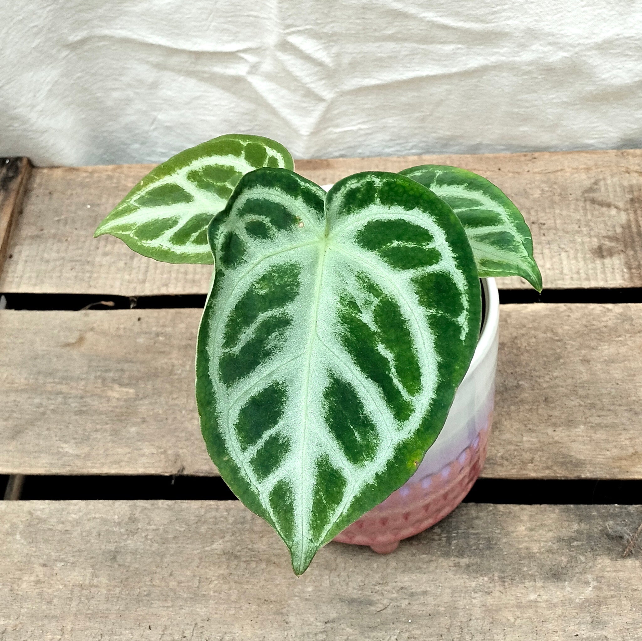 anthurium crystallinum silver blush Crystal Anthurium 'Silver Blush' – Rooted & Co