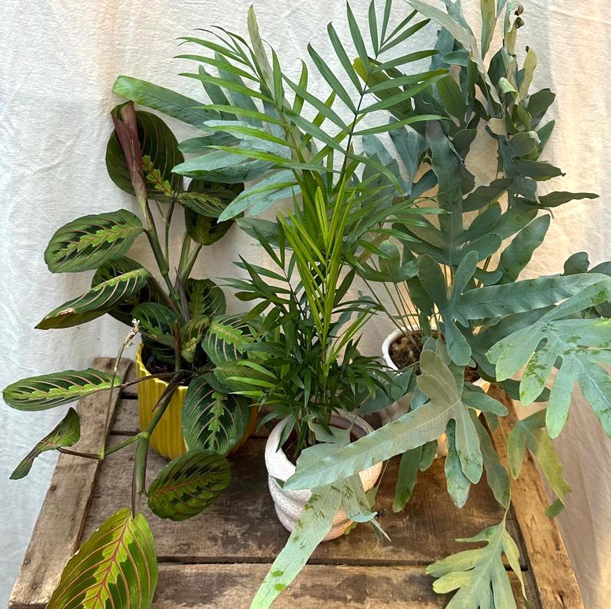 A trio of 100% pet-safe plants: a Parlour Palm, Maranta Prayer Plant, and Blue Star Fern.