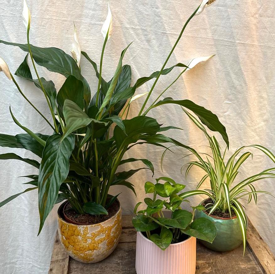 A trio of low-light plants: a Peace Lily, Spider Plant, and Global Green Pothos shown together
