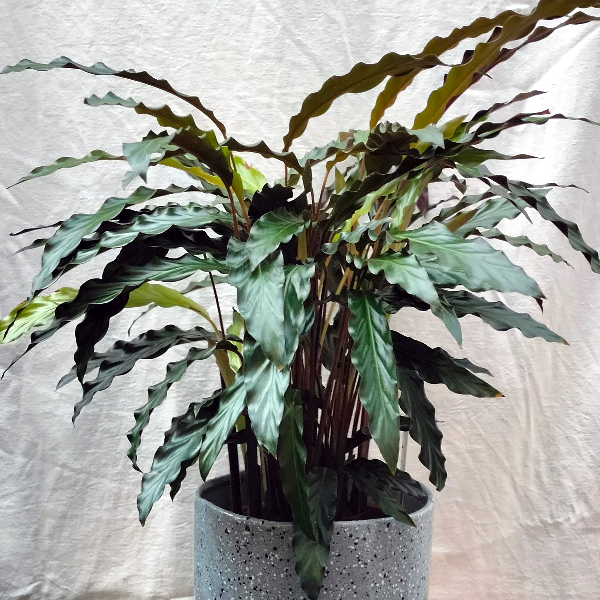 Goeppertia Rufibarba 'Furry Feather' – Rooted & Co