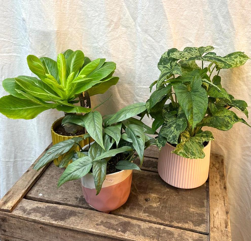 A trio of rare and unusual plants: the Cebu Blue Pothos, Syngnium Mojito, and Hawaii Palm.