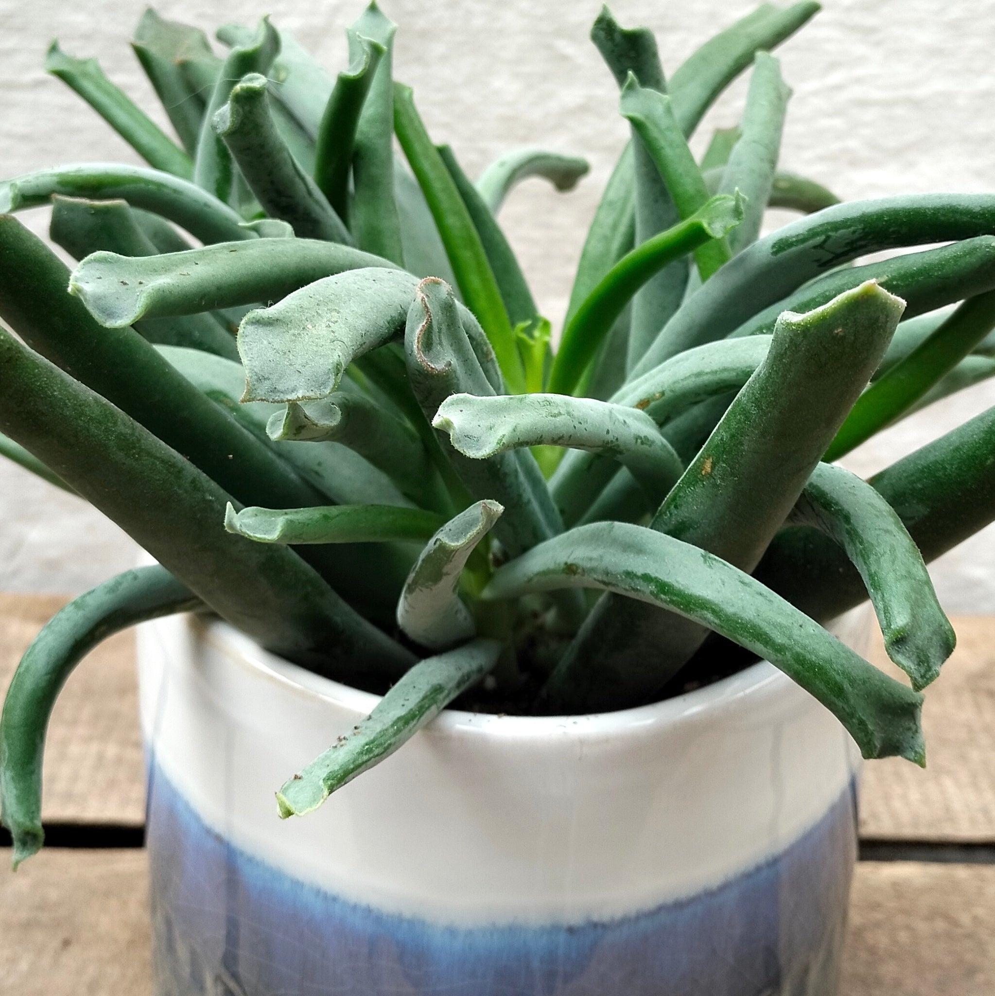 Cotyledon 'Elephant Trunk' – Rooted & Co