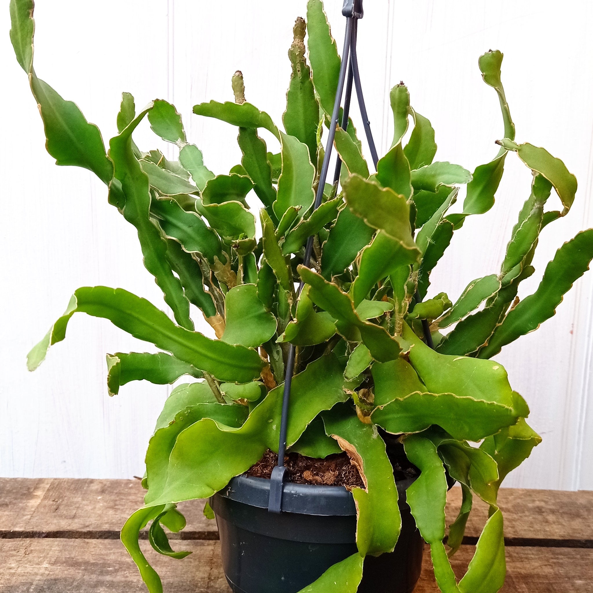 Epiphyllum Monstrose curly cactus with twisting trailing stems in pot