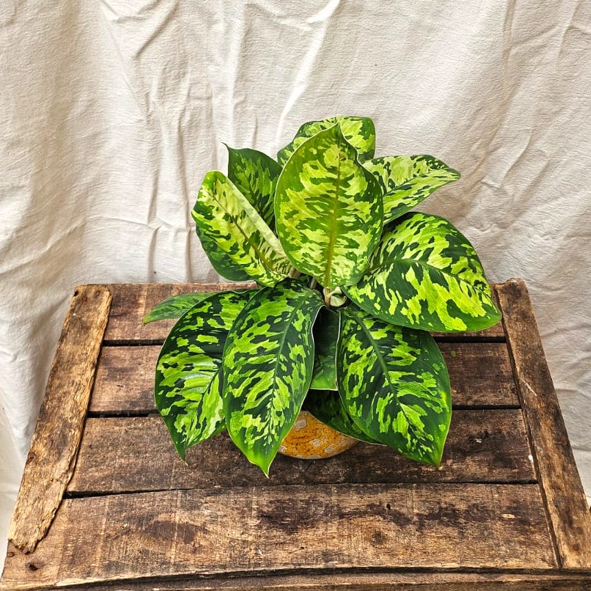 A full Homalomena Camouflage plant in a simple pot, displaying its dense growth habit and striking camo-patterned leaves.