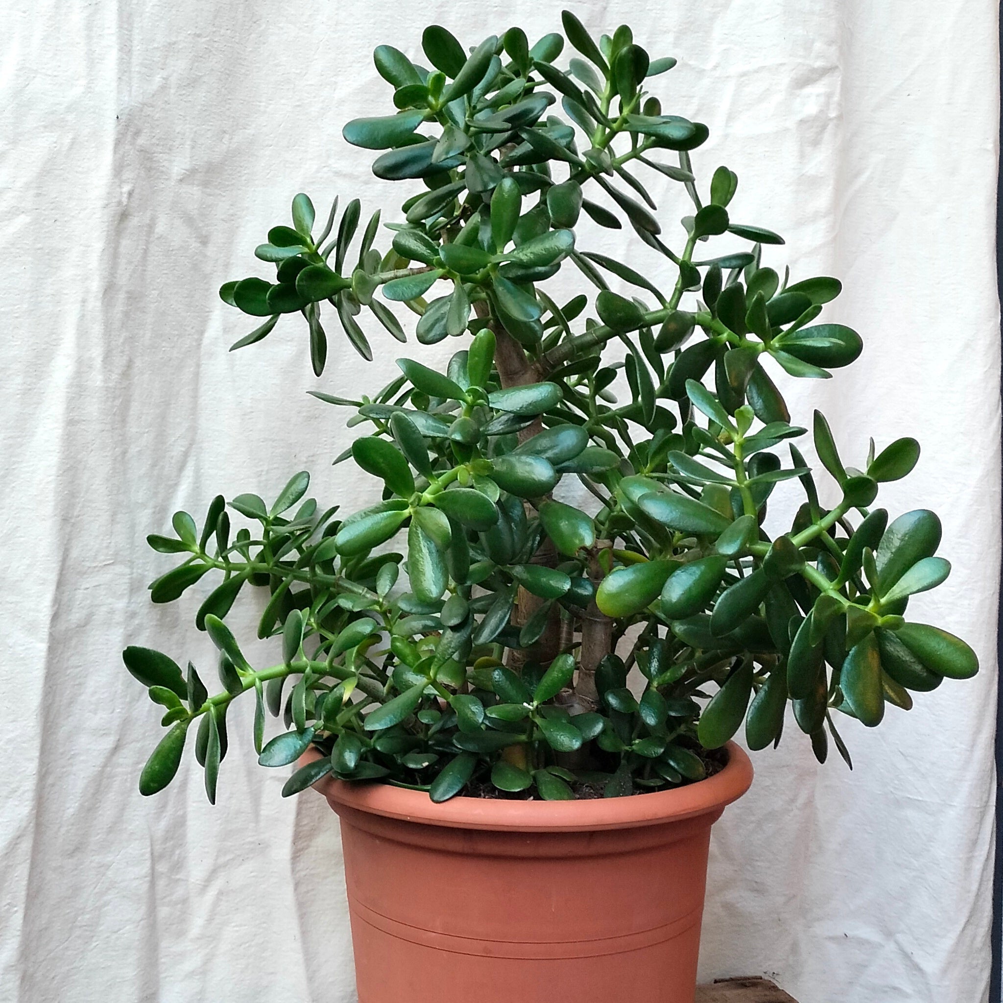 jade plant uk Crassula Ovata 'Jade Plant' – Rooted & Co