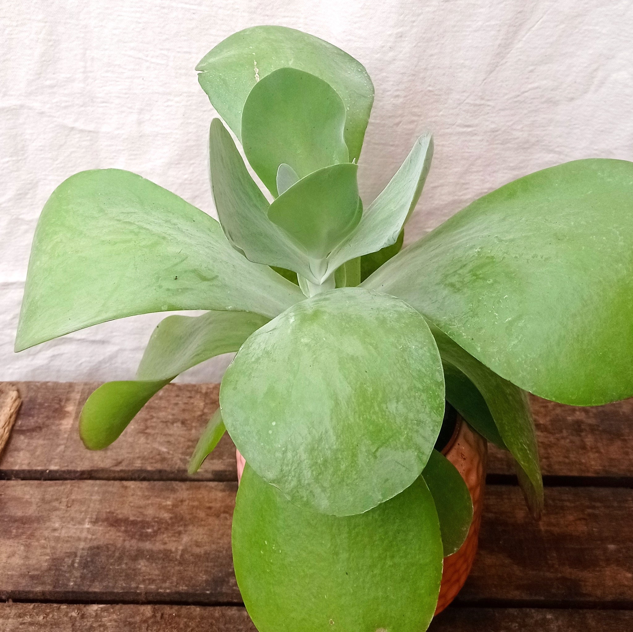 Kalanchoe Red Lips succulent with green leaves edged in red in pot