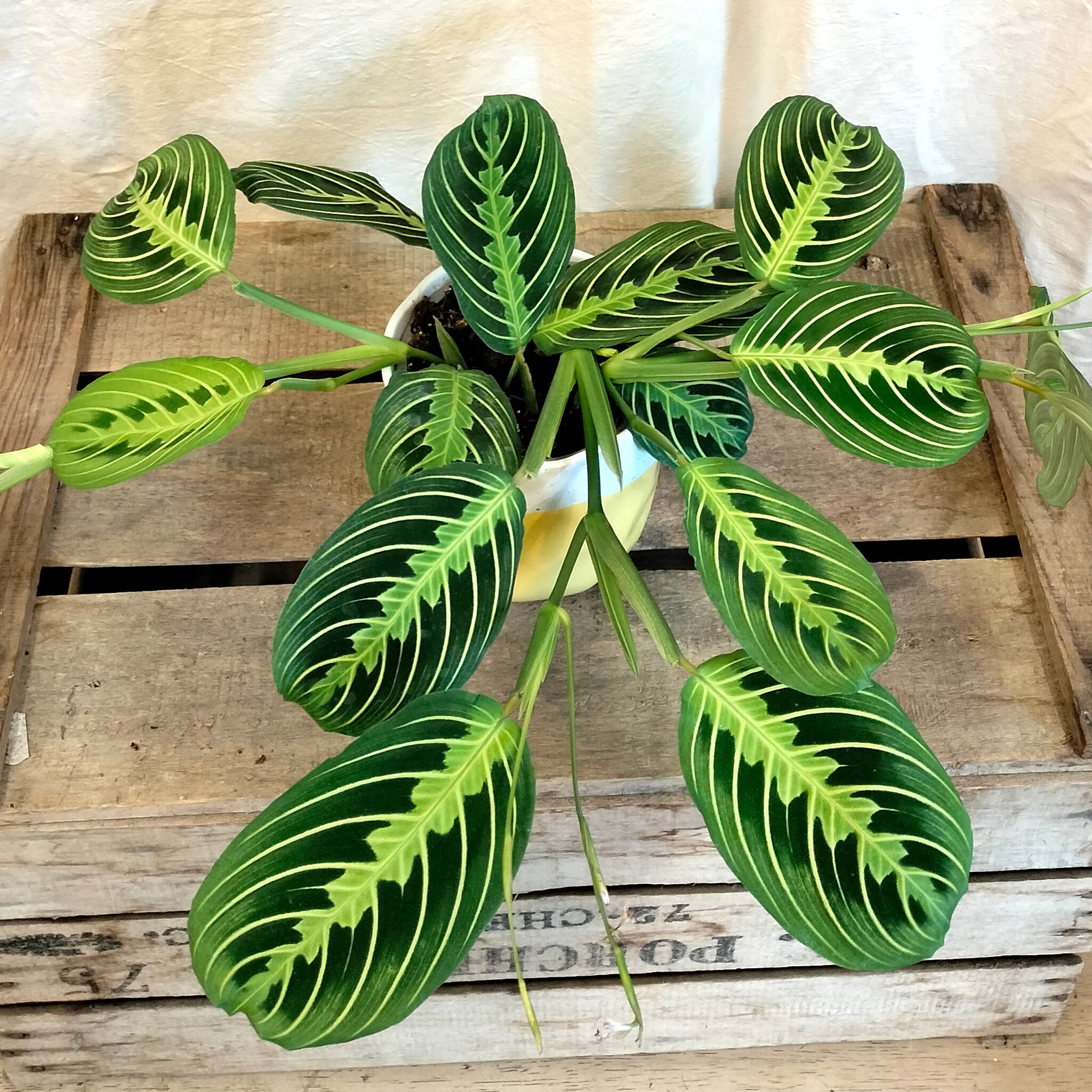 Maranta Gold Maranta Lemon Lime 'Prayer Plant' – Rooted & Co