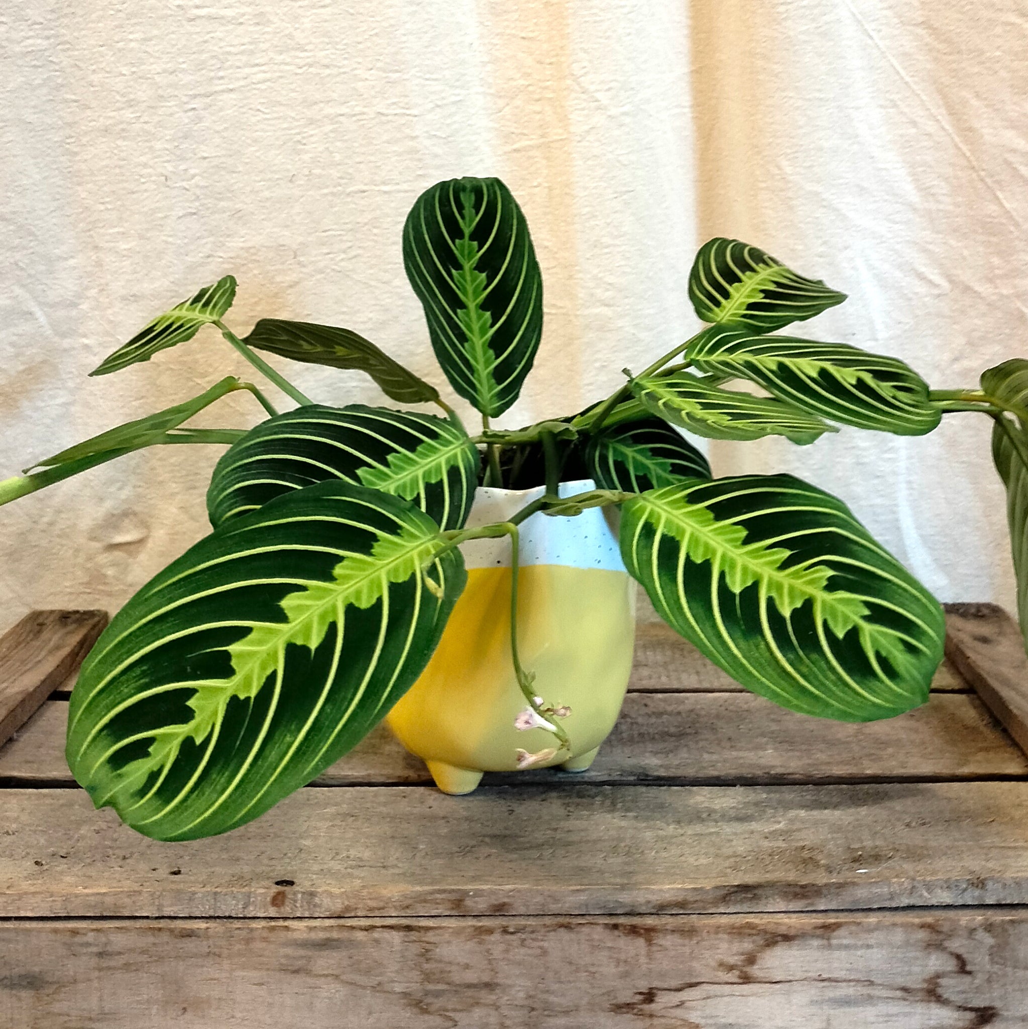 maranta prayer plant yellow leaves Maranta Lemon Lime 'Prayer Plant' – Rooted & Co