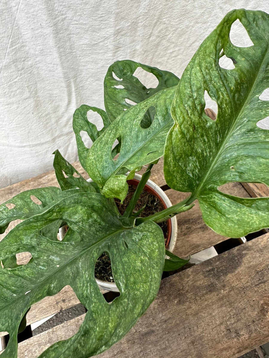 Monstera Adansonii 'European Mint' – Rooted & Co