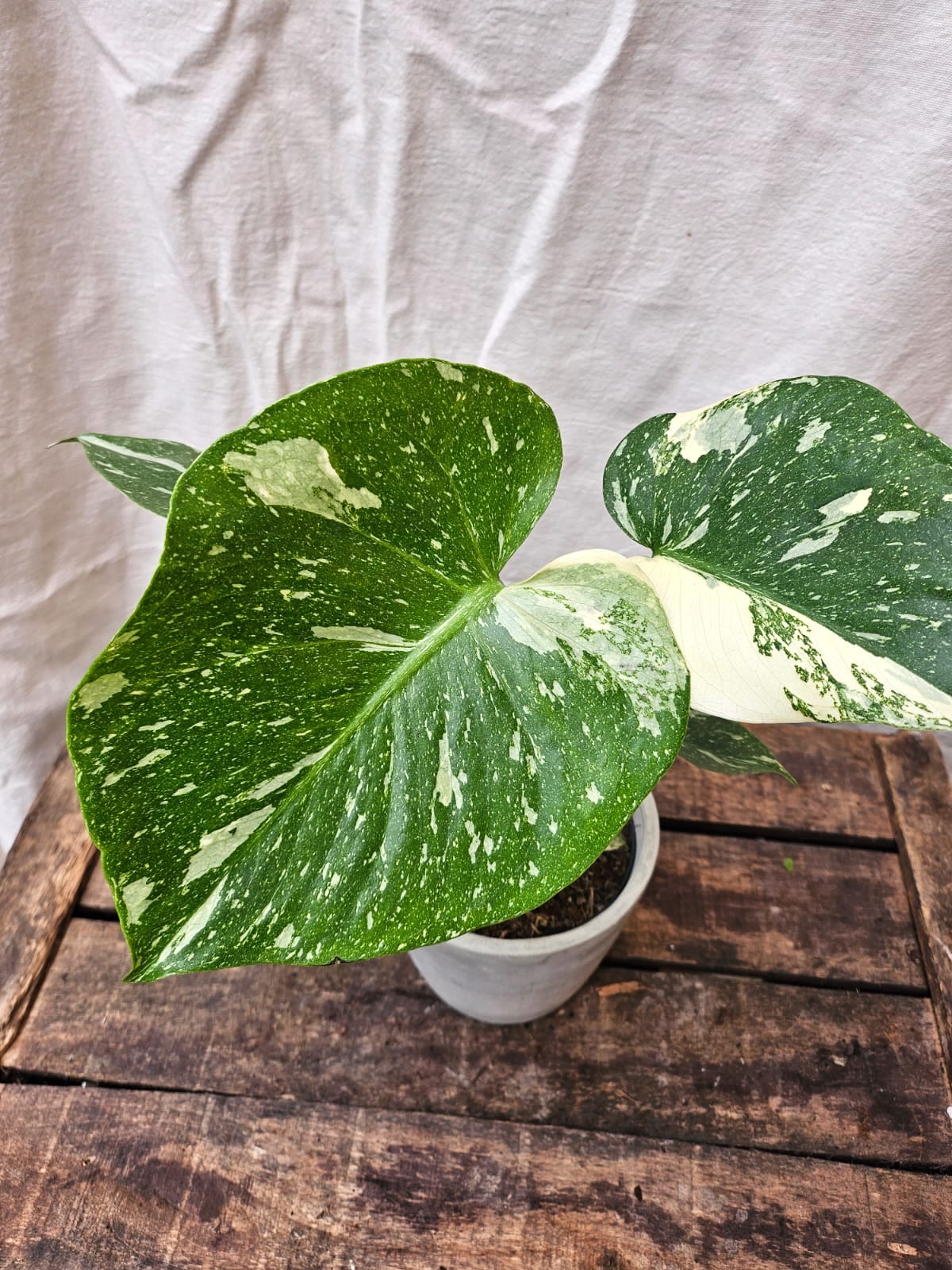 A healthy Monstera Thai Constellation plant in a modern pot, showcasing its large, fenestrated leaves with distinctive cream-coloured variegation.