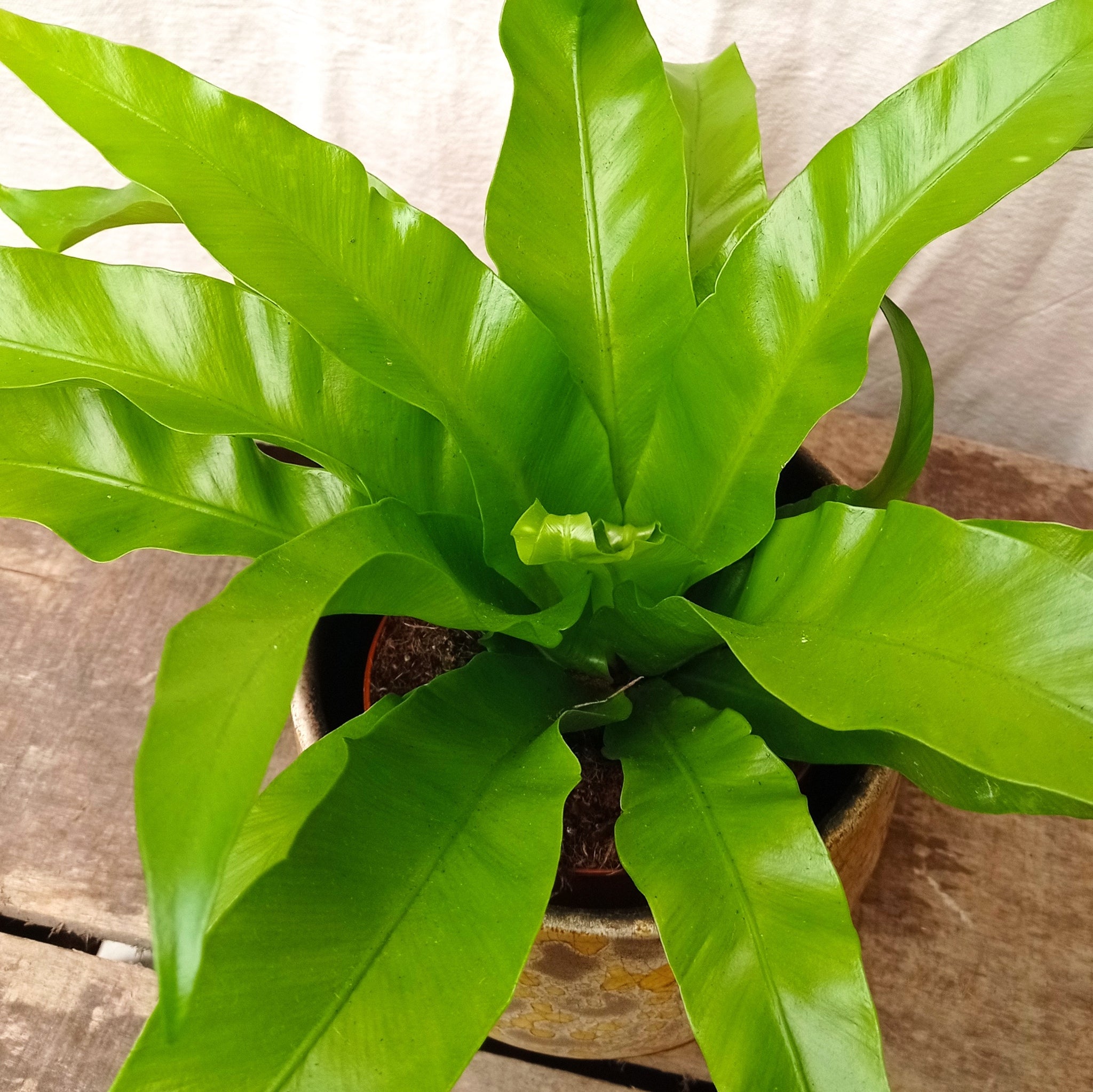 birds nest fern osaka Bird's Nest Fern for Sale | Asplenium antiquum