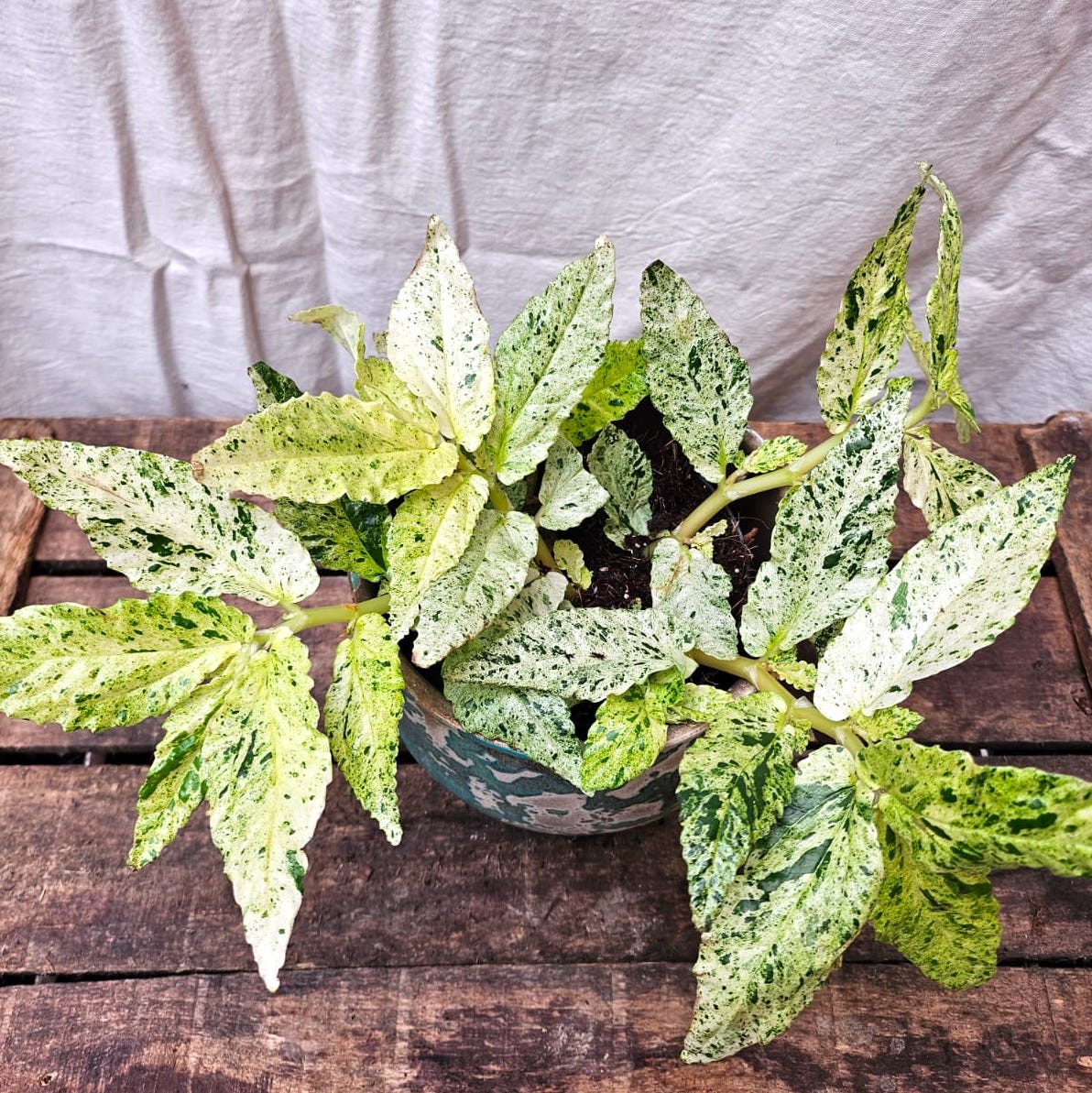 A Pellionia repens variegata in a decorative pot, sitting on a display crate against a white cloth backdrop.