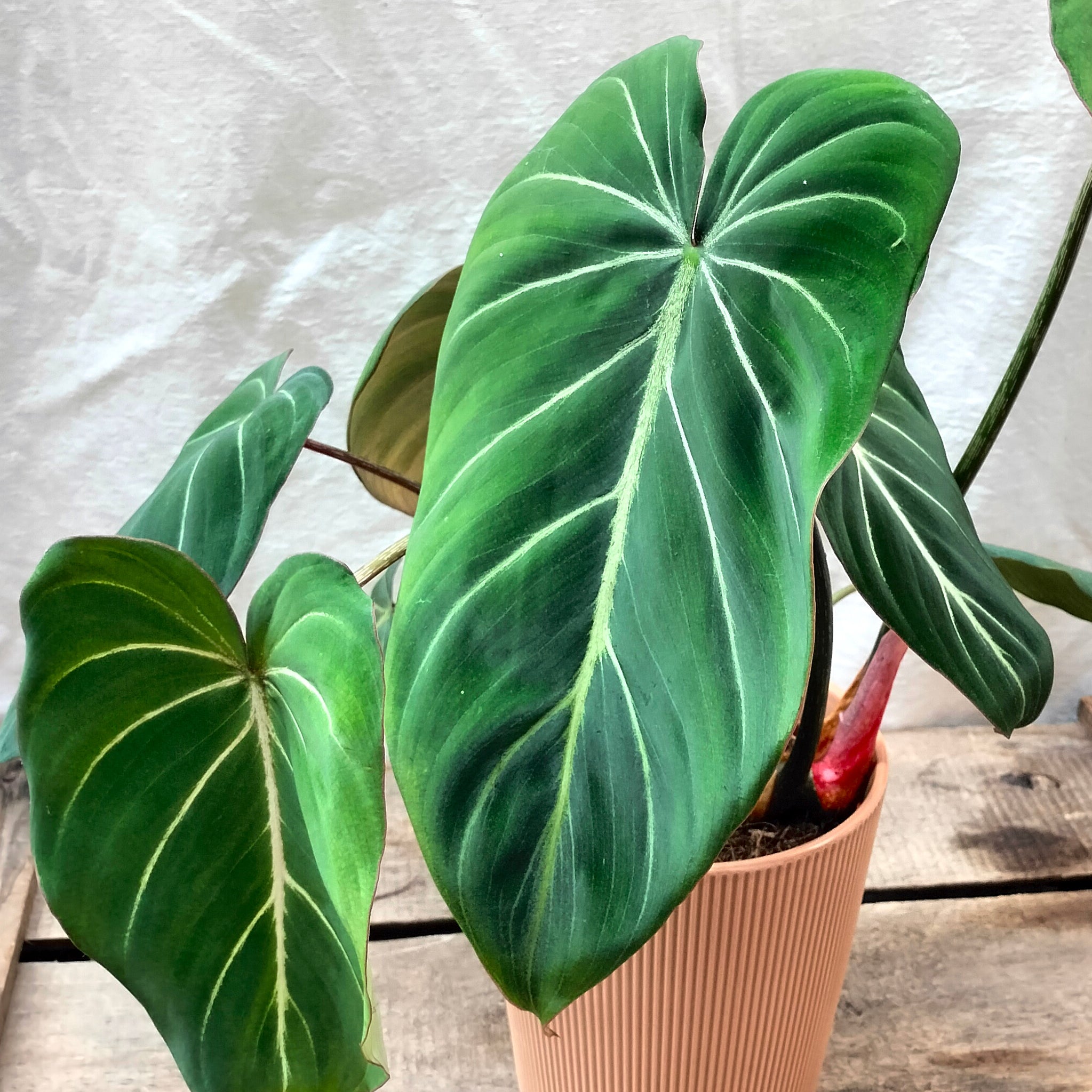 philodendron gloriosum for sale uk Philodendron Gloriosum – Rooted & Co