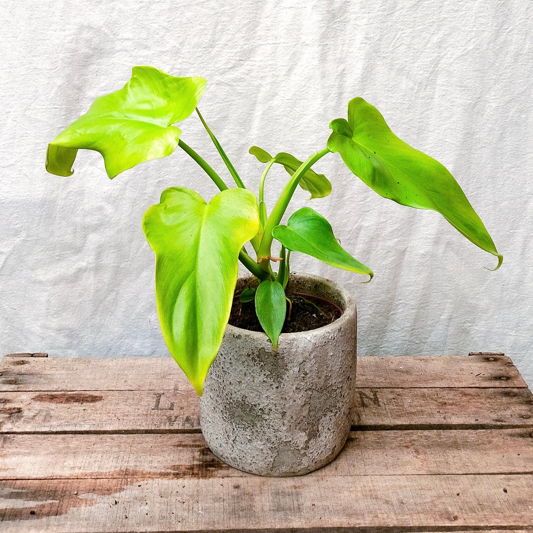 gold violin philodendron Philodendron 'Golden Violin' – Rooted & Co